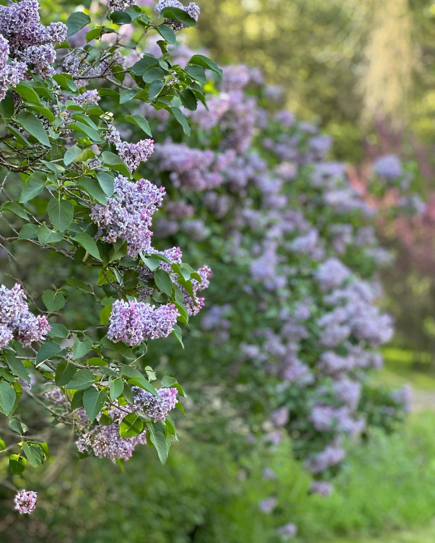 Full Bloom! One of the latest and nicest springs we can remember. Thank you for April/May showers! #camplotus #springtime #camping #southforkamerican #camplife