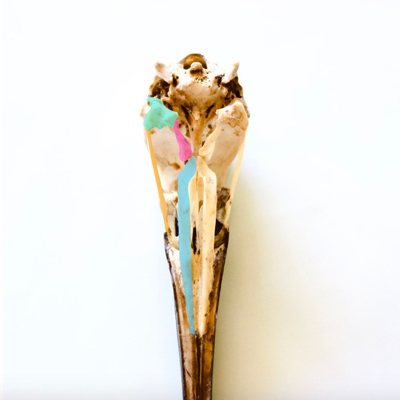 Here is that sacred ibis skull again, this time photographed in ventral view (in other words, from underneath). The lower jaw has been removed so we’re looking at the bottom of the top part of the skull.
.
I’ve color-coded four bones that play an important role when a bird wants to swallow food: the quadrate, pterygoid, jugal, and palatine (swipe for labeled version).
.
You’ve probably noticed that modern birds don’t have teeth. This is because teeth are very dense and heavy, and so are the robust jaw bones that support them. Birds have been able to lighten their skull by evolving toothless jaws and shifting the role of “chewing” to a special, rock-filled part of their stomach called the gizzard. Yep, that means their stomach will now be heavier, but it’s a lot closer to the bird’s center of mass than the head, so it’s still better for flight.
.
ANYWAY, birds basically have to swallow their food whole, or at least in really large chunks. And now we get to the four colored bones in this image: the joints between all of them are still mobile, and can be pulled up by the jaw muscles so the bird can more easily swallow food whole! Pretty cool, right?! In contrast, the different bones in our skull are very tightly fused and don’t really move much at all (unless you’re the patient of a doctor of osteopathic medicine...but that’s a fun story for another time!).
.
#birds #science #skull #anatomy #evolution #bones #ibis #macabre #scienceart #toothless #bird