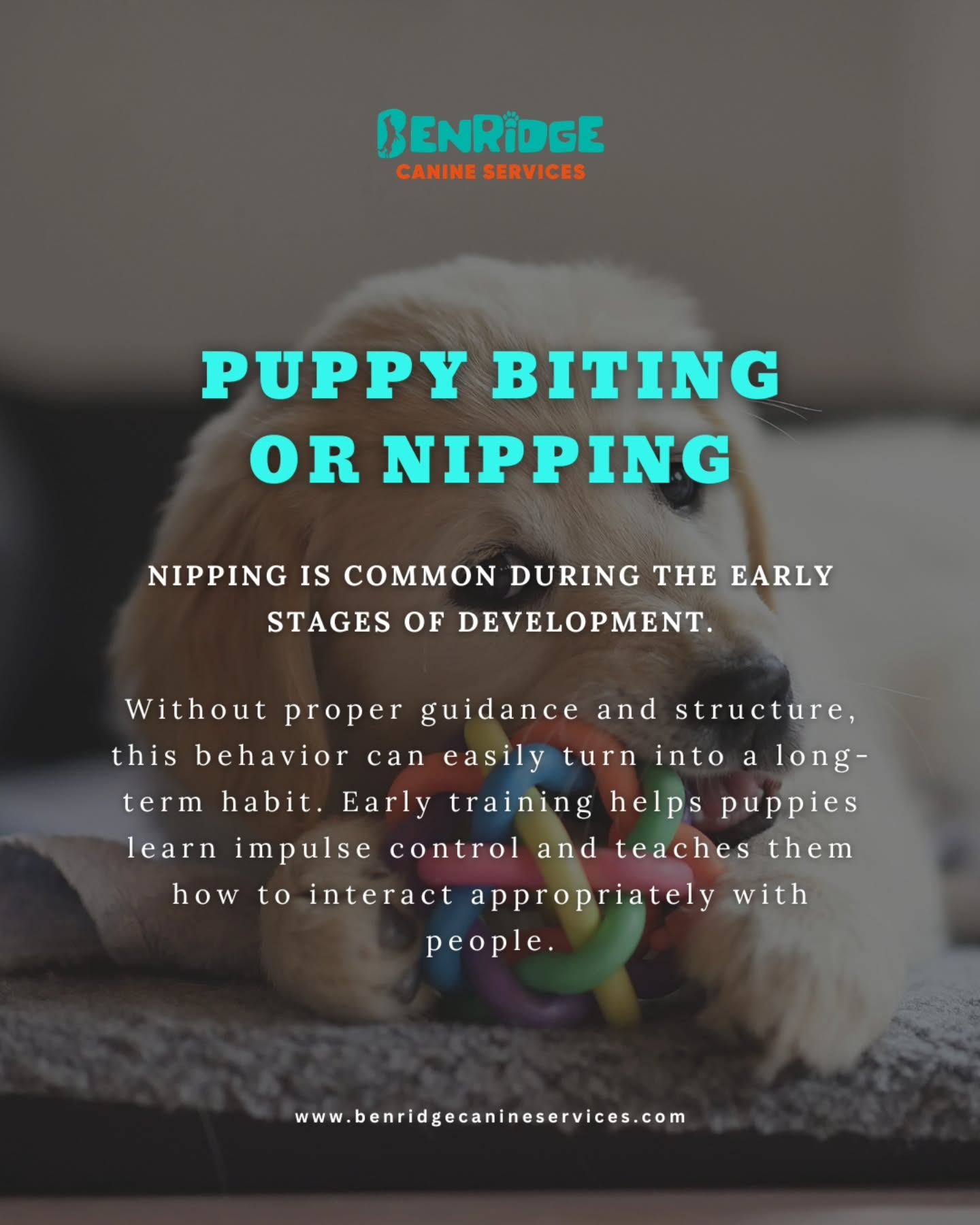 Puppy Biting or Nipping 🐾
Puppy nipping is a normal part of early development, but without proper guidance it can easily turn into a habit that follows the dog into adulthood.
Puppies explore the world with their mouths, which is why early training is so important. Teaching impulse control and appropriate interaction from the beginning helps shape better behavior as they grow.
The earlier you guide the behavior, the easier it is to build a well-mannered dog.
📩 DM us if you need help with puppy training.
📍 24 Pillar Rock Crescent, Markham, ON L6C 3H4, Canada
📞 (647) 425-4838 / (647) 807-8761
🌐 www.benridgecanineservices.com
#dogtrainingtips #puppytraining #benridgecanineservices #dogbehavior #dogtrainingmarkham