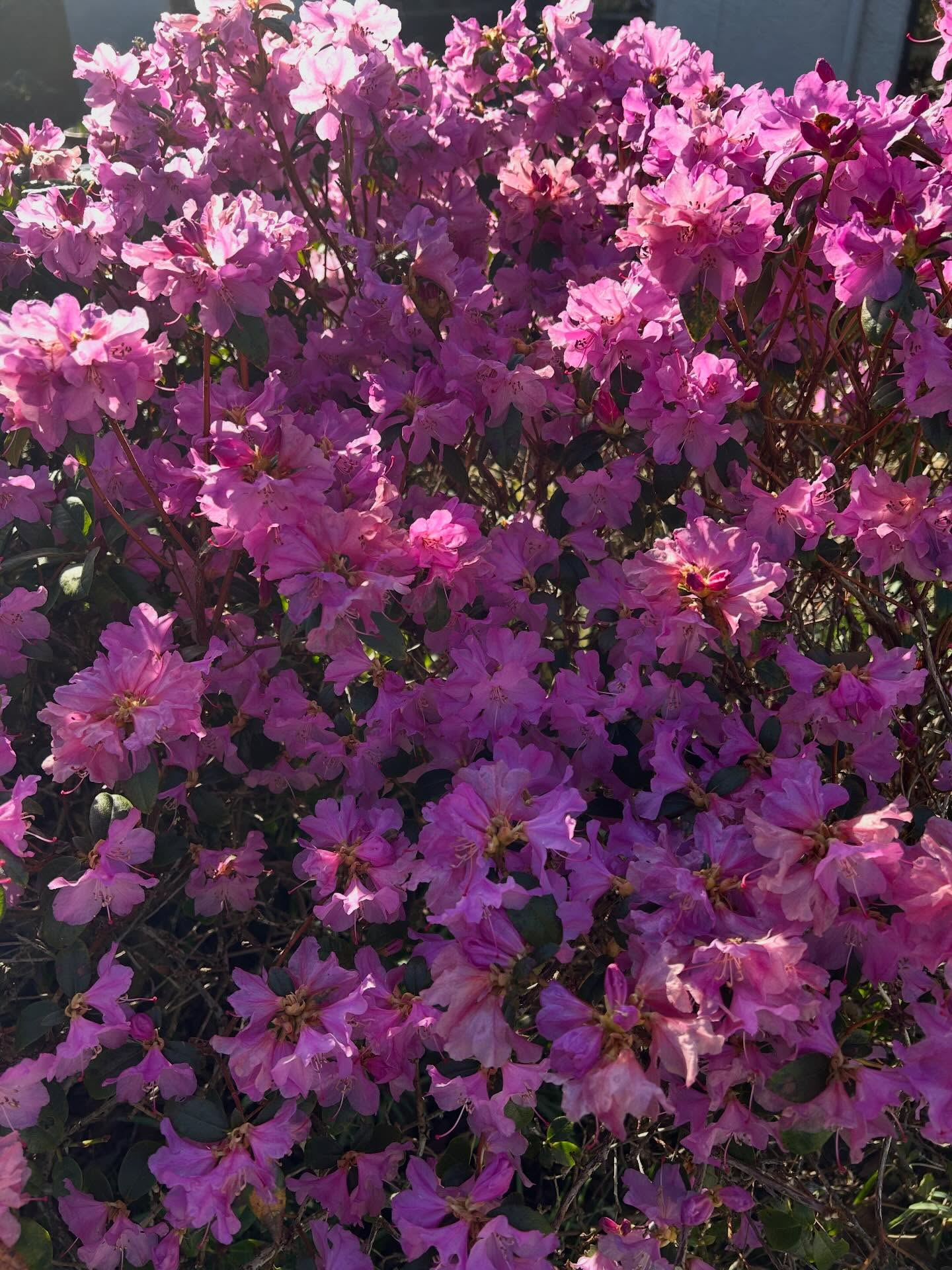 Purple haze….
#forestbathing #nature #springhassprung #flowerstagram #forestbathing🌲🌲🌲