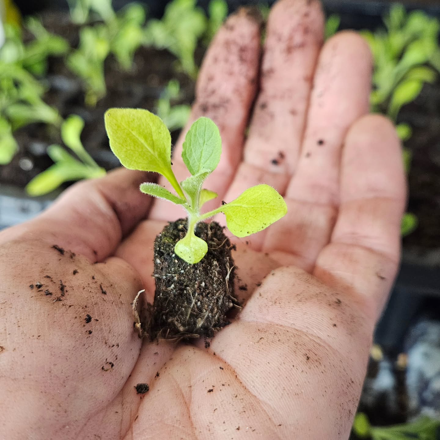 Dear my fellow solar-powered friends & farmers:
Today the sun sets after 6pm for the first time this year. You're about to be really proud of your January self for starting all those seeds when all you wanted to do was hibernate. You made it through. Good job!
Love,
Courtney
#flowerfarm #seedstarting #gardengeek #localflowers #seedlings