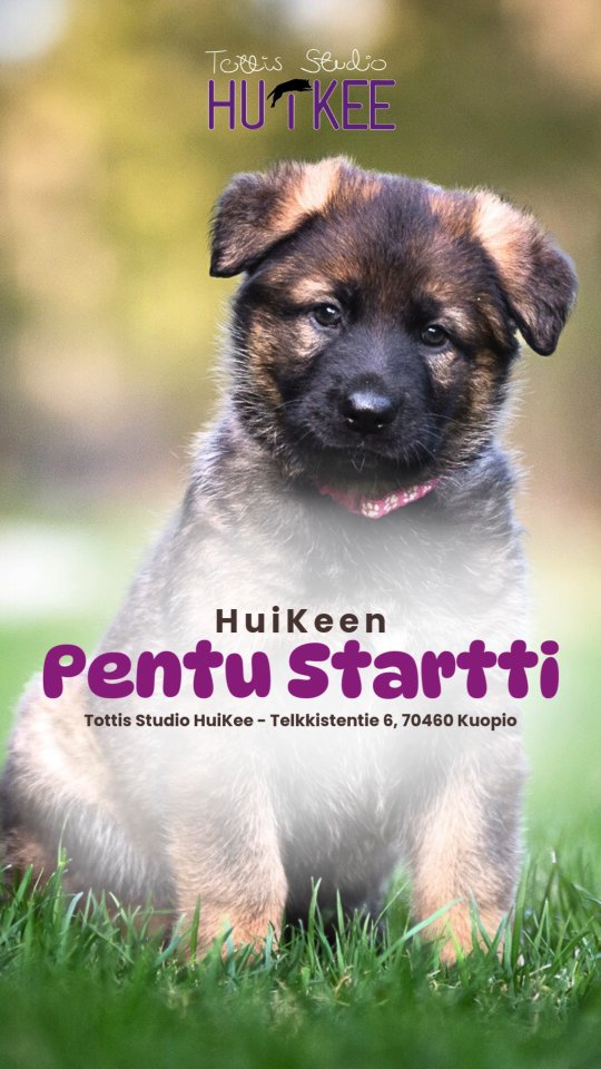 Pennuille on HuiKeella tarjolla selkeä opintopolku pikkutassusta - isoksi, varmaksi, motivoituneeksi koiraksi 🤩 Kotisivuiltamme näet kurssien tarkemmat esittelyt.
✨️ HuiKeen Pentu Startti ✨️
~ Pienestä pennusta kohti sujuvaa arkea ja tulevia harrastuksia ~
HuiKee Pentu Startti kokoaa yhteen neljä eritasoista ja eri kehitysvaiheisiin suunnattua pentukurssia. Ne muodostavat selkeän, lämpimän ja tavoitteellisen polun pennun ensimmäisiin viikkoihin, arjentaitoihin ja aina harrastuslajeihin tähtääviin perustaitoihin asti.
Kokonaisuuden ydin on innostava oppiminen, onnistumiset, taitojen kartuttaminen ja vahvan yhteistyön rakentaminen pennun ja ohjaajan välille.
Pentu Startti sisältää kurssit:
✨️ PentuEskari
▫️Pikkupennun parhaat alkuhetket oppimisen maailmassa! (2-5kk pennuille)
✨️ Pentukurssi
▫️ Ensiaskeleet huikeaan elämään - pennun ja ihmisen yhteinen alku (4-12kk pennuille)
✨️ Pennun Jatkokurssi
▫️ Vahvat taidot arkeen - keskittymistä, malttia ja hallintaa (6kk-1,5v pennuille)
✨️ PentuTottis
▫️ Vahva pohja tulevaisuuden tähdelle! (6kk-1,5v pennuille)
Lämpimästi tervetuloa mukaan! ❤️✨️
#tottisstudiohuikee #koirankoulutus #koirakoulukuopio #Kuopio #koirahalliKuopio