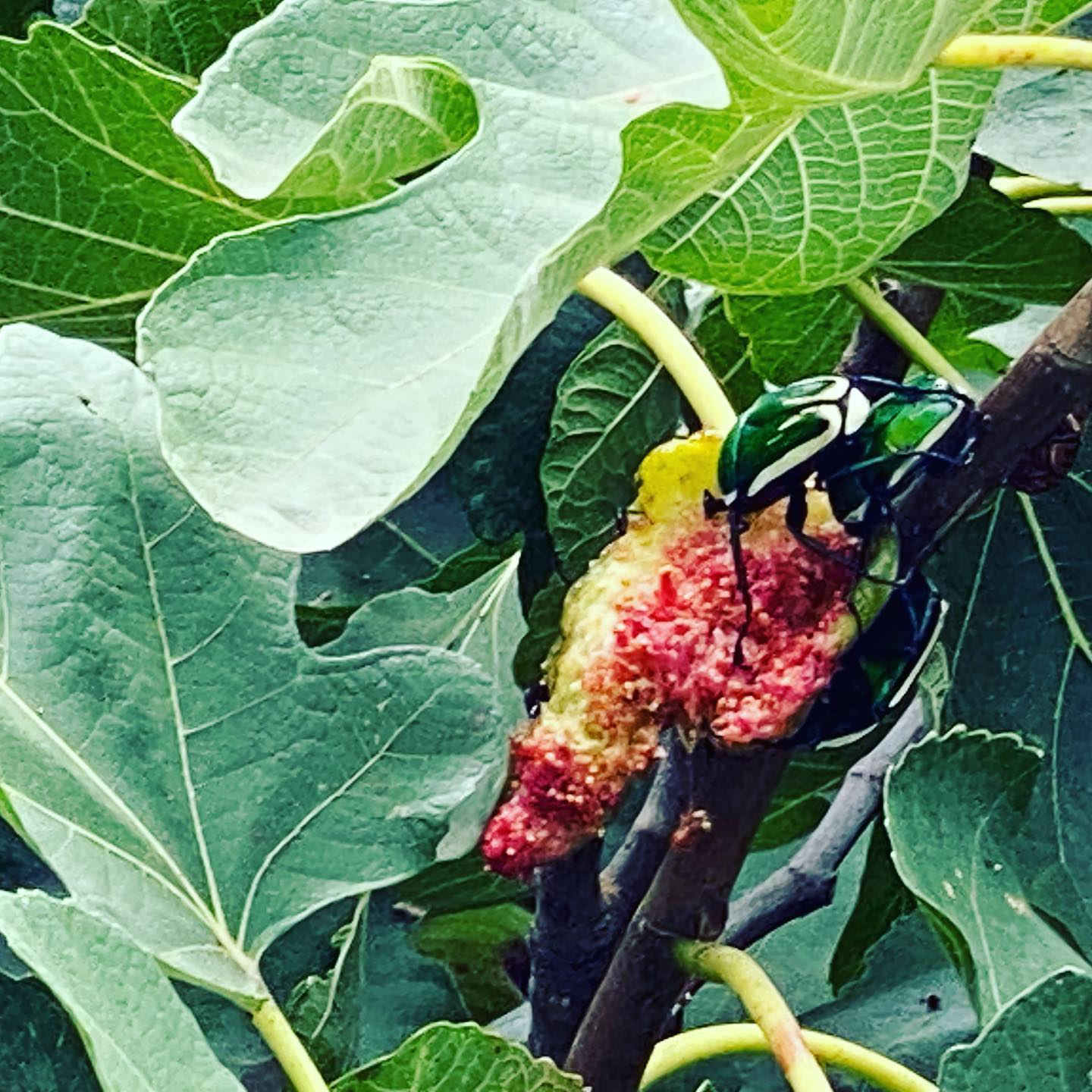 Family of Giant Emerald Fruit Chafers enjoying a fig lunch. #giantbeetle #emeraldchafer #figs