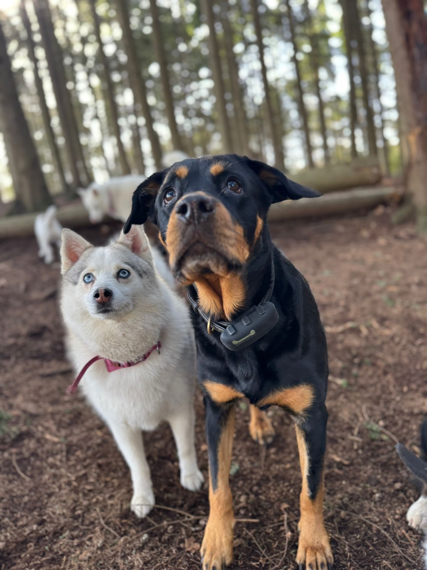 Happy Friday 🐶🤎 enjoy some of the cutest pictures plus a few crazy ones 🫣🤣