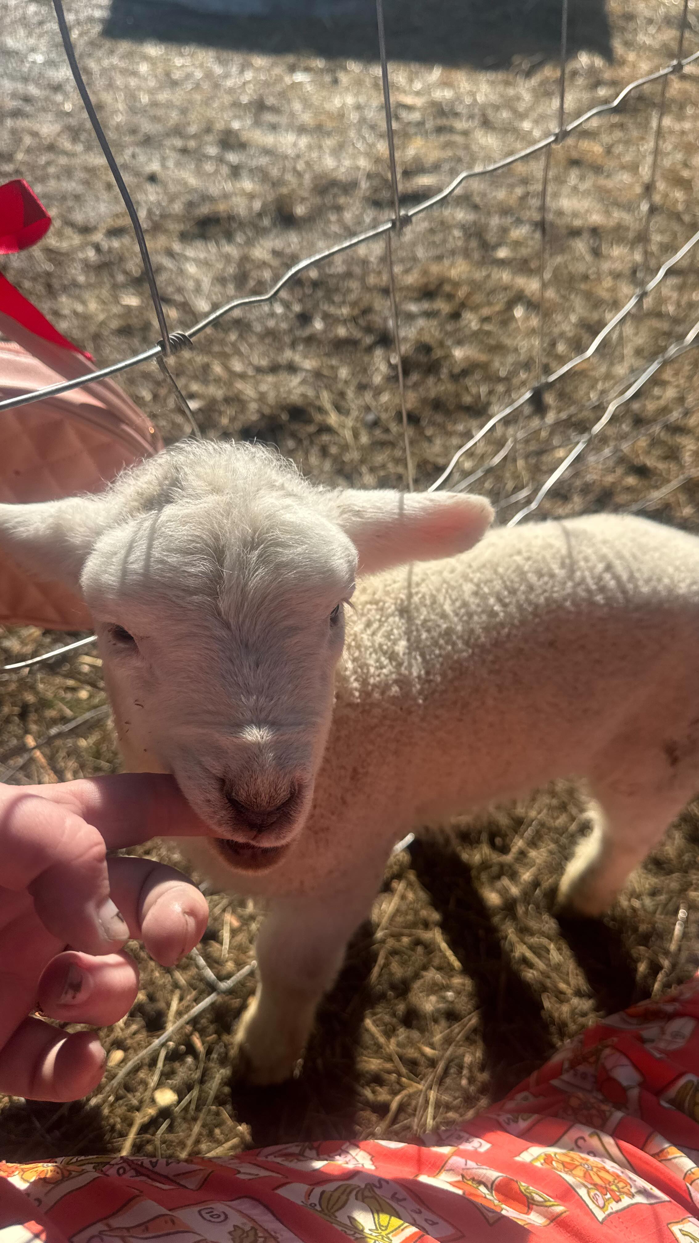 Our former house lamb Dobby has been thriving since being moved back out to the barn on a nursing bucket. But she views fences as more of recommendation and would prefer to remain a house lamb. I have to essentially hide from her when I go outside otherwise I will suddenly have a shadow.
#farmlife #lambs #sheep