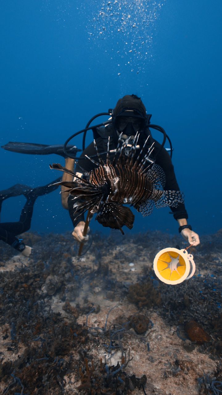 Lionfish hunt in the north of Cozumel 🦁🐟
On our Aldora Adventures trips, we head to the north side of the island looking for these invasive predators. Lionfish have no natural predators in the Caribbean and can seriously impact reef ecosystems, so removing them helps protect the marine life that calls these reefs home 🪸
It’s not just an adventure dive — it’s also a way to give back to the reef. 🌊
Would you join a lionfish hunt with us? 👇
#lionfish #fishing #aldoradivers #cozumel #scubadiving