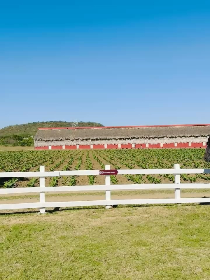 Available at UK retailers VERY SOON! 🇬🇧
The NEW @lfdcigars Suave & Suave Maduro 🇩🇴
‘We sat down and asked ourselves, if we could go back to day one knowing everything we
know now, what would this cigar have been? What would it look like? And then we got to
work’ said Litto Gomez. ‘ It’s bright and bold yet classic. It symbolizes the joie de vivre at the
core of LFD’ said Tony Gomez ‘I compare it to the smooth joy and elegance of trotting through
our farm on a Paso Fino horse while enjoying a beautiful cigar”
Watch this space 🤩
#lfdcigars #laflordominicana #newworldcigars #suavecigar #dominicancigar