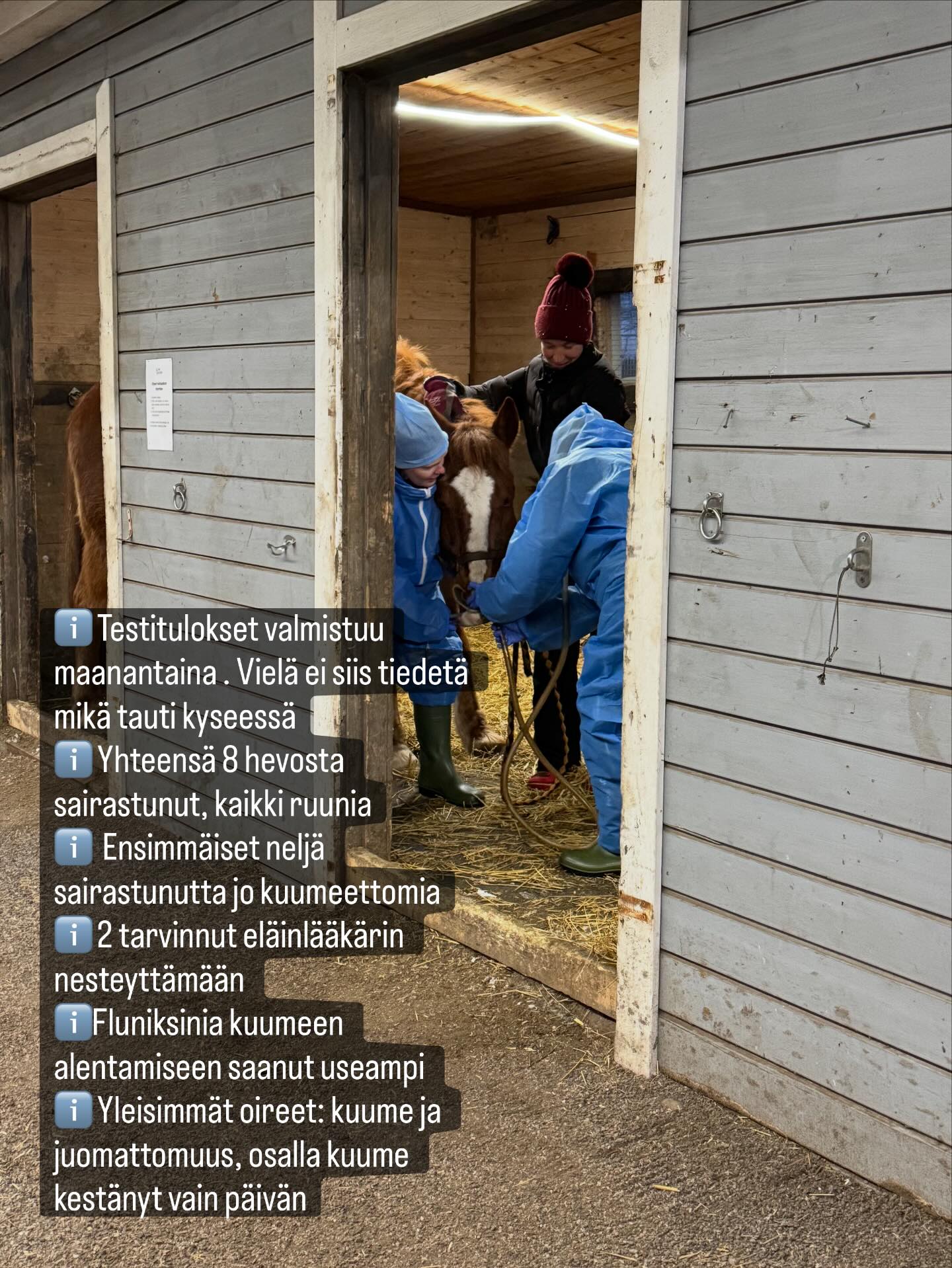 Jatketaan avoimella linjalla.
Meillä on melko hyvä tilanne. Ensimmäiset neljä sairastunutta vaikuttaa jo täysin normaaleilta. Kuumeen jälkeen pitää kuitenkin olla viikko täyslevossa eli vähän haasteita aiheuttaa kun hevosista 8/27 on tällä hetkellä saikulla.
Eristystilat meillä loppui aika nopeasti maneesilla kesken. Tällä hetkellä eristettynä omassa mökissä on kuumeiset Kamu ja Rellu. Rellu nesteytettiin eilen. Kamu juonut toistaiseksi vielä hyvin. Niiden tilanne vähän huolestuttaa, kun molemmilla ikää jo lähes 20-vuotta.
Eristys on hyväksi, mutta jos kyseessä EHV, niin hevonen tartuttaa jo itämisaikana. Eli luultavasti tämä tulee menemään läpi molemmat maneesin ruunalaumat.
Tautitapauksia ei ole ollut Puikkosella eikä tammalaumassa. Ykkösprioriteetti on pitää erityisesti tammat terveinä. Tuomarinkylän EHV-tapauksessa kaikki kuolleet ovat olleet meidän saamien tietojen mukaan tammoja. 😥
Testitulokset saadaan maanantaina. Hevosista otettu Ruokaviraston hengitystiepaketti, jossa näkyy EHV-1, EHV-4, hevosinfluenssa ja virusarteriitti. Lisäksi otettiin kakkanäytteet hevoskoronan testaamiseksi.
Ruokaviraston hengitystiepaketti viideltä hevoselta maksaa yhteensä 225 €. Ei kovin kallista siis. Suosittelen testaamaan jos tallilla on kuumeisia. Tämä epätietoisuus on vähän raskasta.
Tässä vaiheessa myös jo julkinen kiitos venymisestä meidän tallimestari Stinalle @bystinamaria 🙏❤️
#hevosenkuume