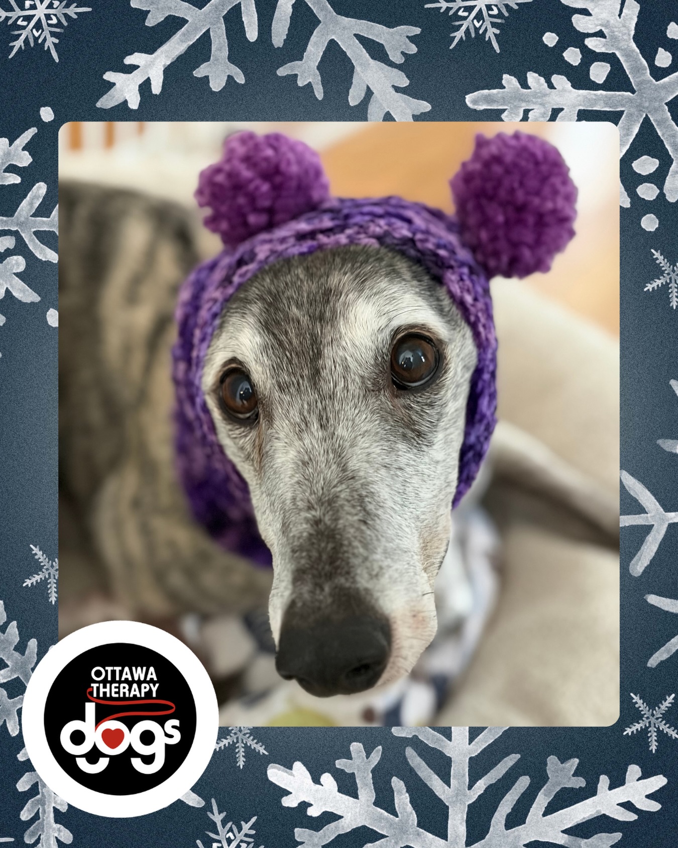 Greyhounds may not be designed as well for the cold winter as other breeds, but Lucky doesn’t let the cold stop her from visiting the children @cheohospital !
She just pops on this adorable purple snood that was a handmade gift for her from the nurses that love her visits as much as the children!
❄️🐾❤️
#ottawatherapydogs #ottawavolunteers #greyhoundlove