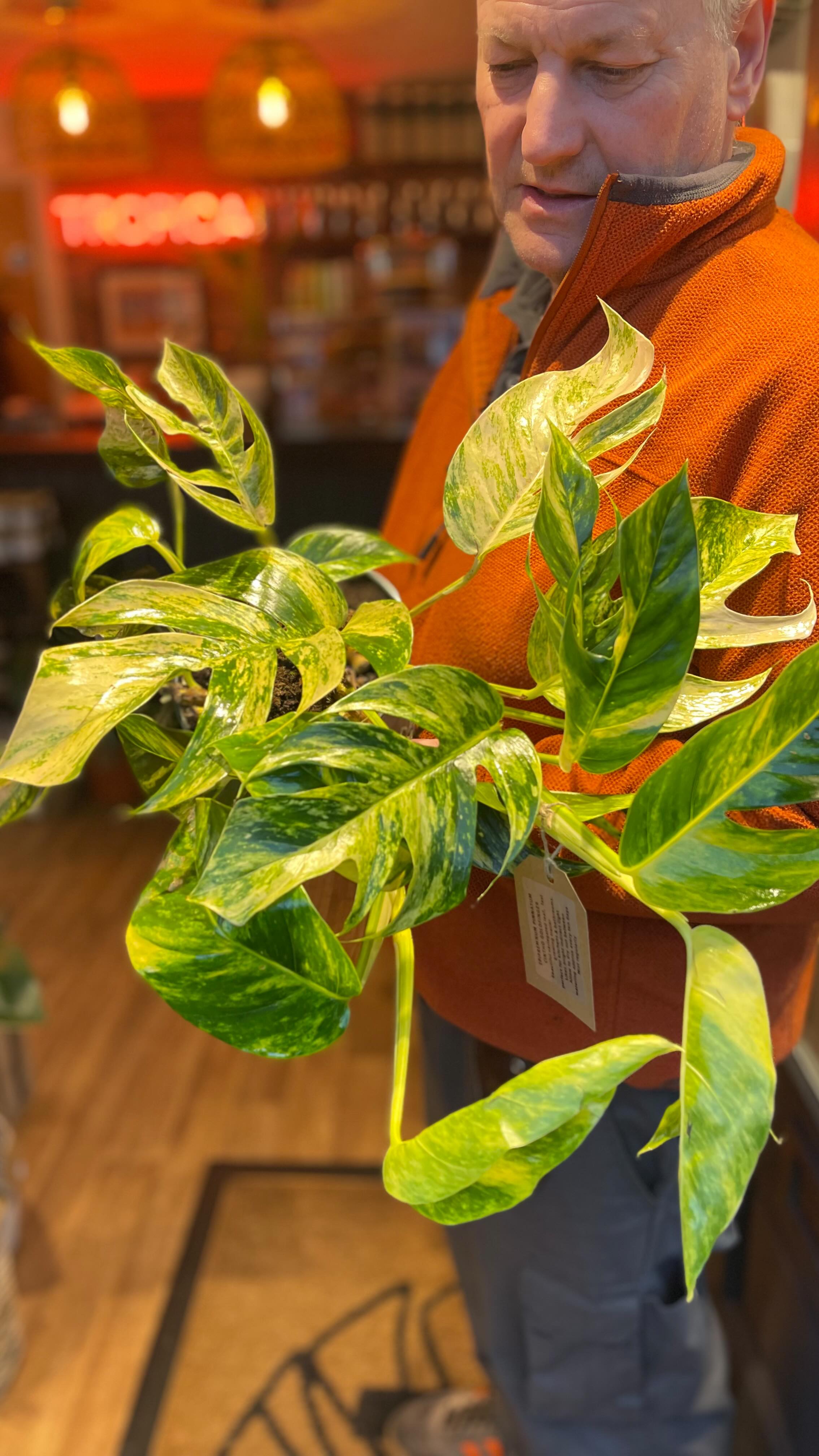 Can we get a drumroll for Epipremnum Cintho Goldfinger?!
🌟 This plant is like the supermodel of the plant world - emerald green and lime, strutting its stuff and stealing the spotlight!
💦 Water it when the top two inches have dried, give it a humidity hug, and it'll be set.
🪴 Pop by our Wilmslow store to adopt this rare gem... if you can handle the plant parenthood.
.
.
.
.
}wilmslow #plantshop #tropicawilmslow #rareplant #plantsofinstagram