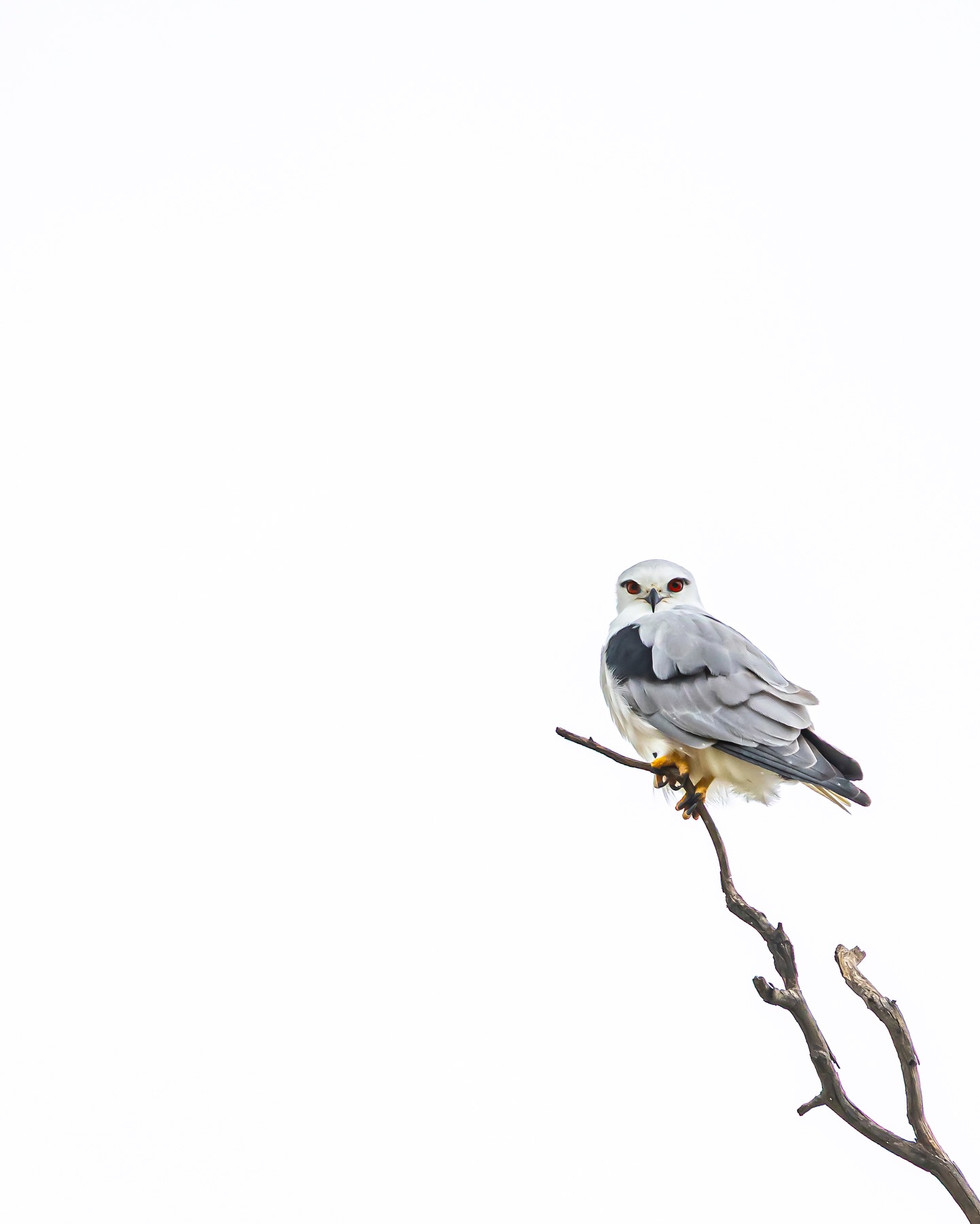 This is Ted. He’s a Talon-Ted Raptor known as a Black shouldered Kite and in Stork contrast to other Aussie birds, this guy loves eyeliner. Hashtag no judging.
He has Nest level composure, and unfortunately for the skink, the feather forecast had claws for concern and recommended staying at home.
Perch-fect Hunter. 100% Beak performance.
…Hawkward silence? I’m serious, Wren in doubt he Swoops it out.
Tootles..
#ausgeo #canonaustralia #wildlife #naturephotography