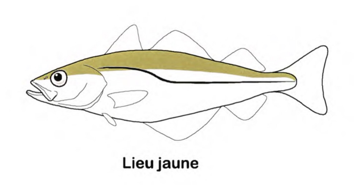 🌊🐟 Arrivage des criées – ce soir & demain 🐟🌊
La fraîcheur commence ici.
De magnifiques poissons entiers, tout juste arrivés des criées de la région ✨
🐟 Menu du Marché
👉 Filet de merlu, issu de ces superbes pièces entières
🐟 Menu Plaisir
👉 Filet de lieu jaune, à la chair ferme et délicatement nacrée
Nous travaillons les poissons entiers pour garantir fraîcheur, qualité et respect du produit.
De la mer à l’assiette, simplement sublimé en cuisine 🌊✨
📍 À découvrir ce soir et demain.
#ArrivageDuJour #PoissonEntier #PêcheLocale #Criée #CuisineDeSaison Restaurant RestaurantLEnvol ThouaréSurLoire