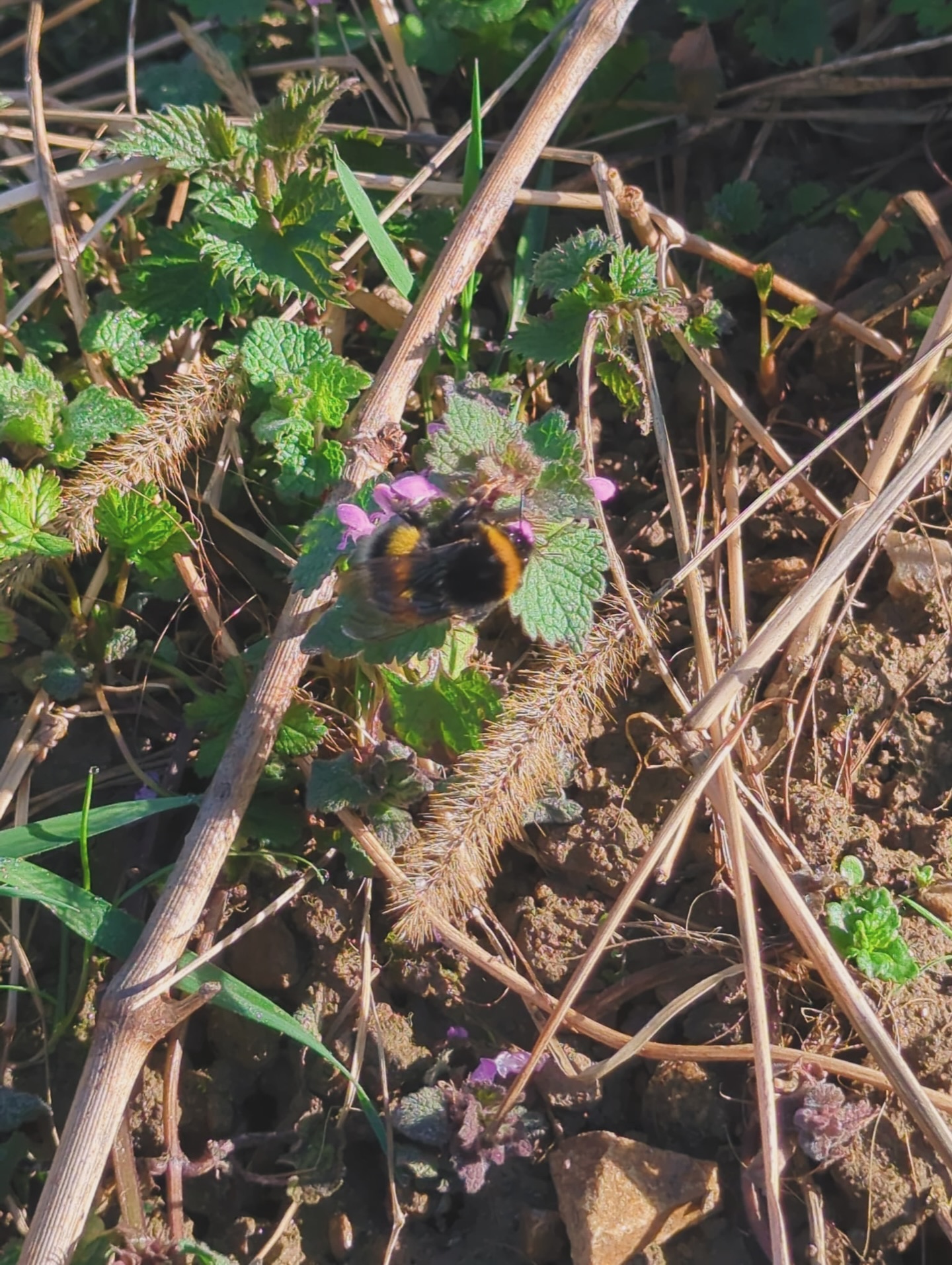 🌸🌿 Die ersten Anzeichen des Frühlings!
In unseren Rebzeilen blüht es schon teilweise und bringt Farbe & Leben in den Weinberg. 🌼🐝 Die Reben selbst warten zum Glück noch – aber rundherum summt und zwitschert es schon. 🐦✨
Mit Vogelhäuschen, Insektentürmen und Grünflächen fördern wir bei uns im Weingut die Artenvielfalt direkt im Weinberg. 💚🌱
#Frühling #Artenvielfalt #Weinberg #AndreasDilger #Freiburg