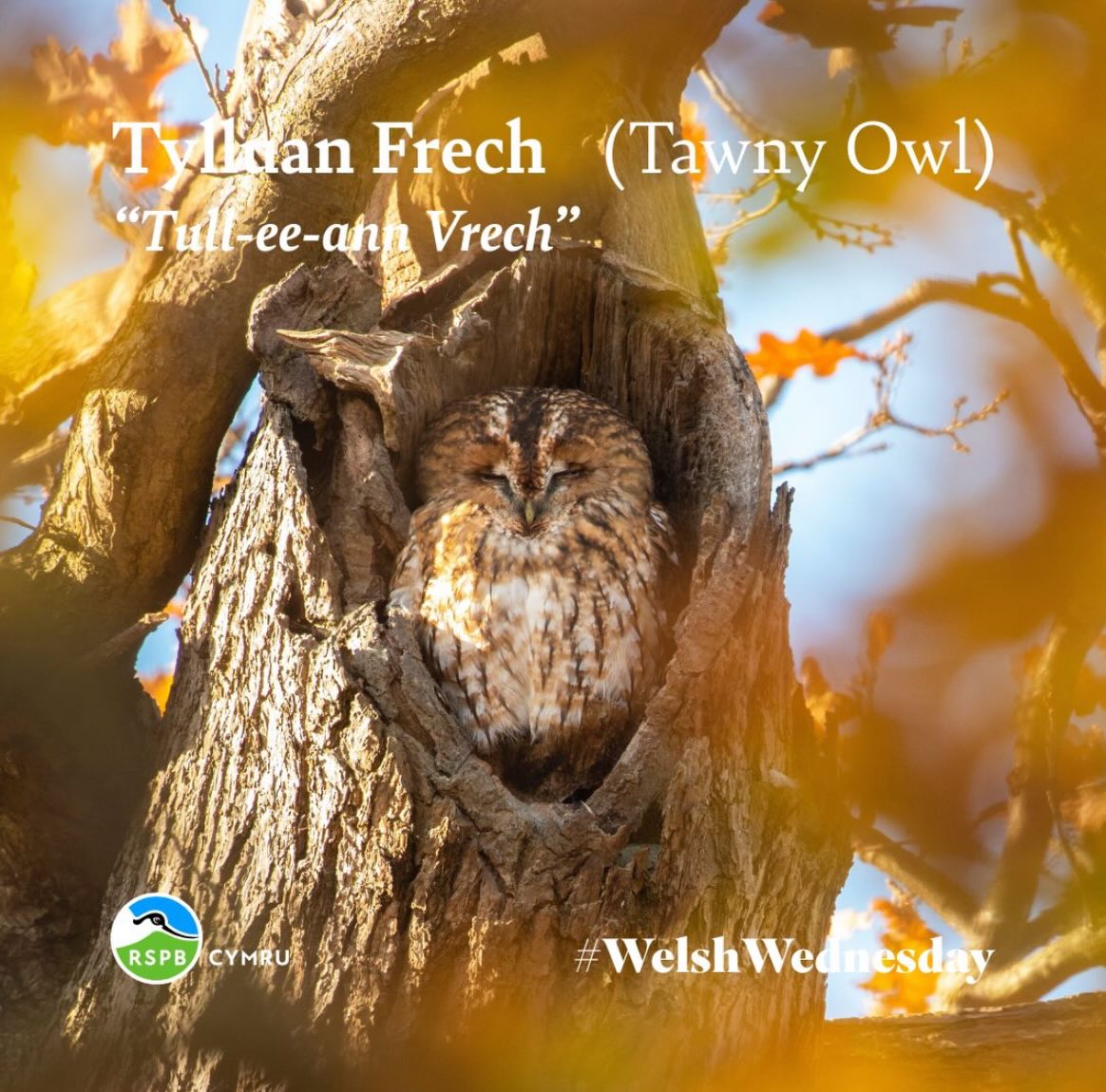 I’m trying to gradually learn the names of birds I see, in Welsh.
If the tawny owls decide to nest here, I’m going to call them ‘Tylluan’ and ‘Frech’.
Thank you to @rspbcymru for the graphics!
