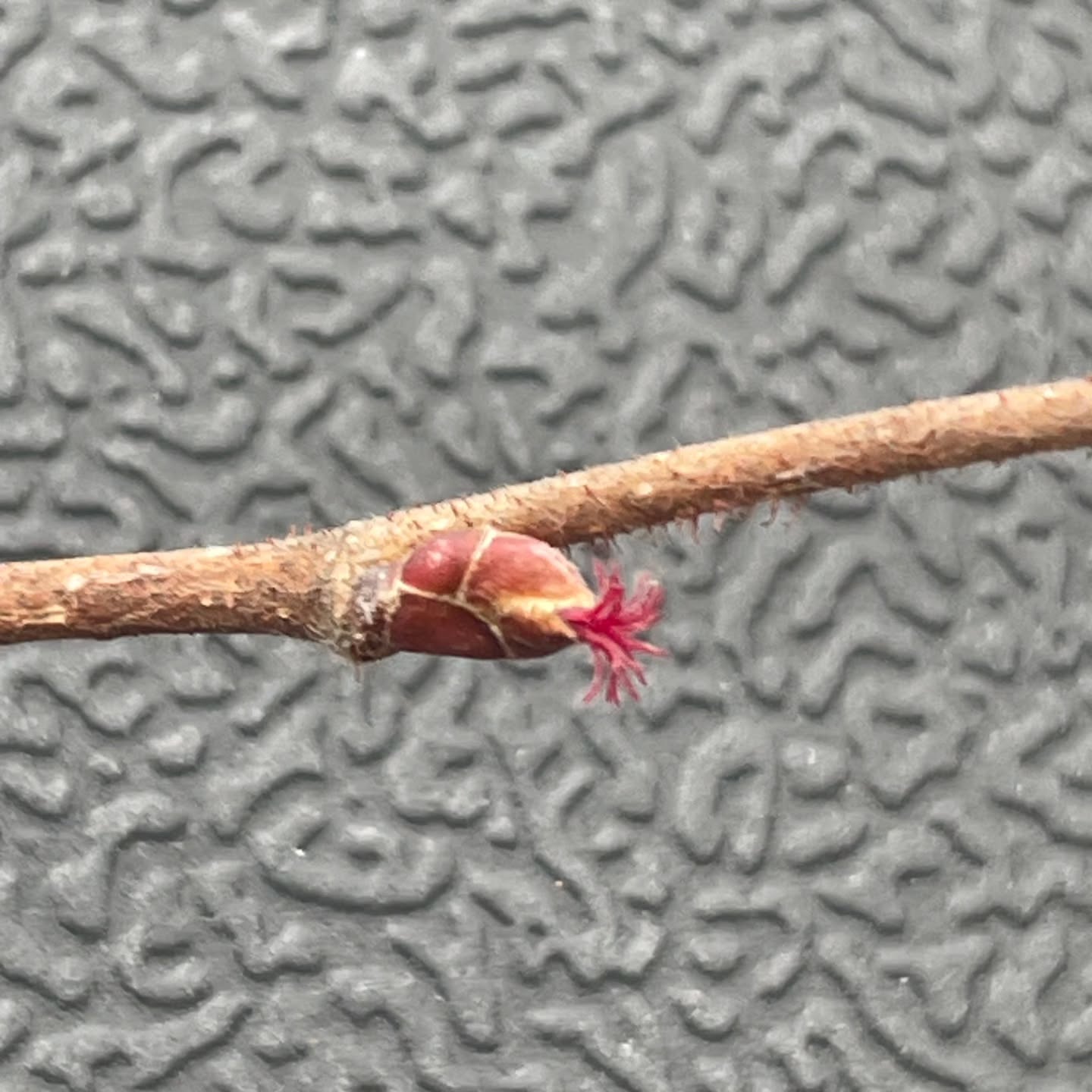 Spring is on the way! American hazelnut (Corylus americana) female flowers are blooming on campus. Get ready for the world coming alive again in a riot of colors and sounds. Photo: @amandakrause