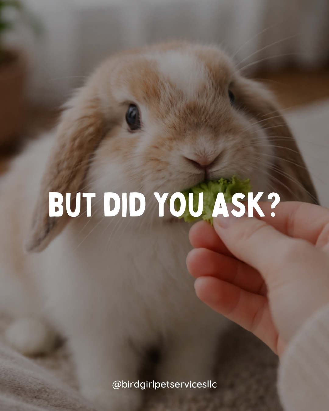 February is Spay & Neuter Awareness Month, and for rabbits, this conversation is especially important.
Spaying and neutering can play a major role in a rabbit’s long-term health and behavior. For many rabbits, it helps reduce the risk of reproductive-related health issues and can lower hormone-driven behaviors like spraying, aggression, chewing, and restlessness.
It can also make it easier for rabbits to settle into routines, bond with their humans, and, in multi-rabbit households, live more peacefully with companions. A calmer rabbit is often a more confident and comfortable rabbit.
Every rabbit is different, so it’s always important to talk with an experienced exotic vet about what’s right for your specific bunny. But understanding the benefits is a great first step in making informed care decisions.
👉 Rabbit parents, have you talked with your vet about spaying or neutering yet? Save this post or share it with someone who’s new to bunny care.