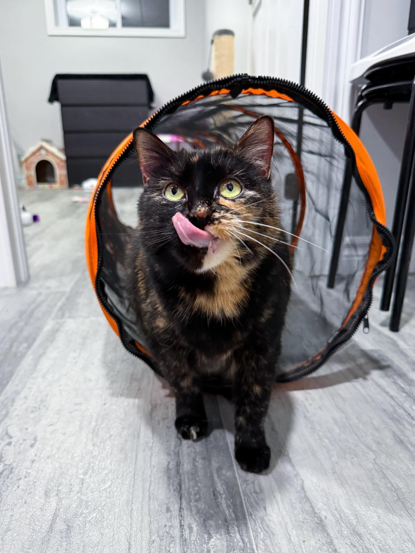 We’ve noticed many of you have questions about our new subsidized spay/neuter program! 💜 Unfortunately I can’t answer everyone.
Our application was intentionally very detailed to answer just about every question possible however now that applications are (temporarily) closed, that’s no longer visible.
I’ll be updating the FAQ section on our website ASAP to help answer a lot of your questions.
If you have a specific question about our spay/neuter program feel free to leave them on this post and I can include it on our website!
I’m signing off for the night to spend more time with Clementine 🧡 (Ps she’s still looking for her forever home! Without other pets or young children)
Stay tuned for updates. Thanks for your patience.