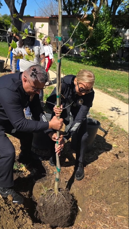 CSP joined community leaders and residents for the ribbon cutting ceremony of La Loma Park in the Ramona Gardens housing development. The acre-and-a-half area, once avoided by residents for decades due to criminal mischief and safety concerns, has been transformed into a vibrant community gathering space.
The vision for the park began prior to the pandemic, when CSPB officers collaborated with the Housing Authority of the City of Los Angeles (HACLA) and Ramona Gardens residents to reimagine the space as a safe and welcoming park. CSPB officers provided guidance on Crime Prevention Through Environmental Design, including the placement of vegetation, improved sight lines, and CCTV cameras to enhance safety.
The project was completed through the collaboration of HACLA, Legacy LA, the Ramona Gardens Resident Advisory Board, Northeast Trees, and District 14 Councilwoman Ysabel Jurado.
During the ceremony, Deputy Chief Ruby Flores highlighted CSPBโs ongoing commitment to improving quality of life for Ramona Gardens residents.
To symbolize CSPBโs lasting presence and partnership with the community, Deputy Chief Ruby Flores and CSPB officers planted a California Sycamore tree at the park.
La Loma Park now features a basketball court, playground, and newly planted trees, serving as a powerful example of what can be accomplished when community members and public servants work together to create safer, stronger neighborhoods.๐ณ๐ณ