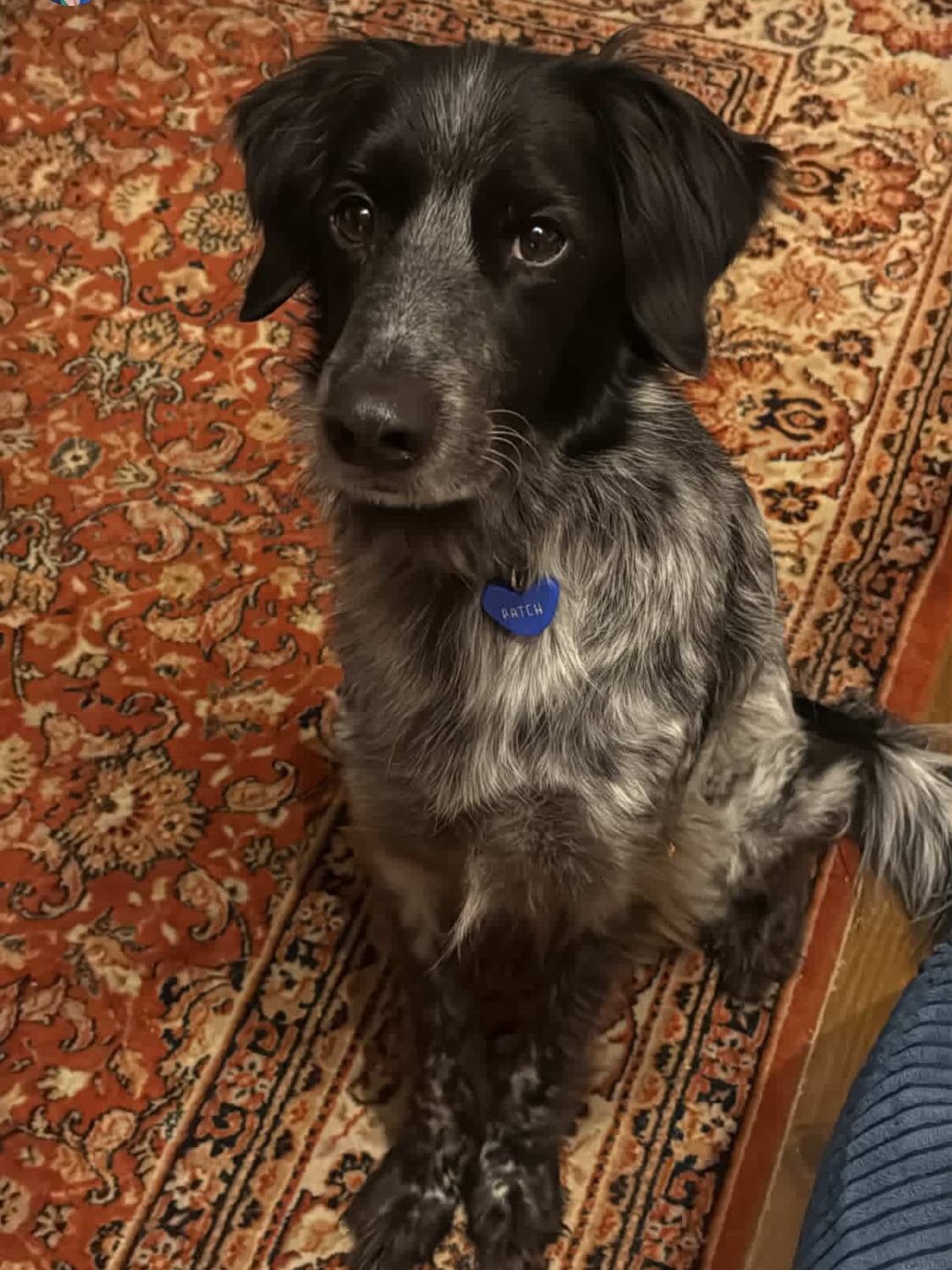 Je trouve que ça médaille ressort trop bien dans son pelage ♥️