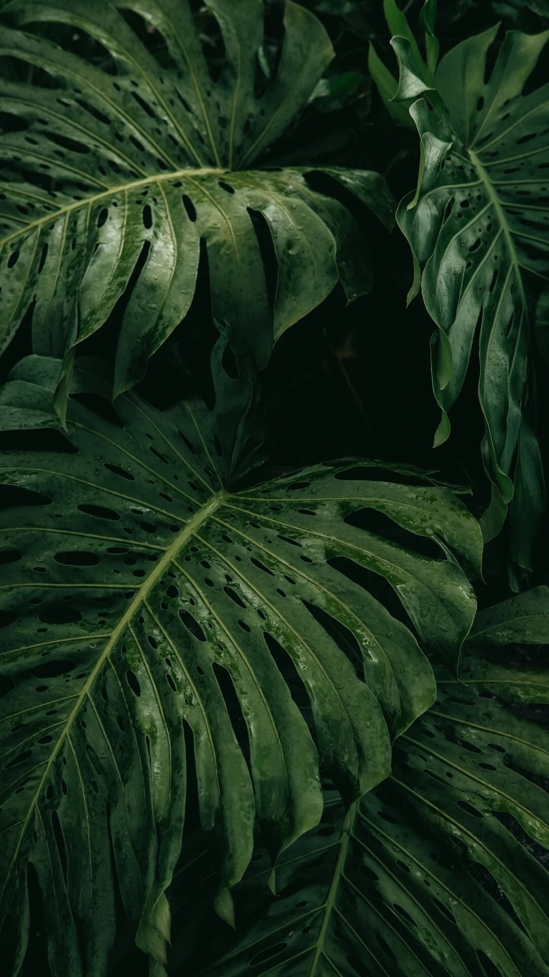 ⚠️Senki sem sérült meg a videó felvétele során 😀⚠️
5 dolog amit SOHA ne csinálj jóga előtt! 🚫��Ha ezeket elkerülöd a gyakorlásod működni fog. ✅��❌ 1. Ne edd tele magad�Tele hassal nehéz mozogni.
Jógázz reggel üres gyomorral, várj étkezés után 1-2 órát, vagy csak valami könnyűt egyél a gyakorlás előtt, mondjuk banánt, vagy datolyát.
�❌ 2. Ne igyál kávét közvetlenül a gyakorlás előtt�Kávé után várj 30-60 percet, ha kávé után jógázol, gyakorolj energizáló ászanákat, vagy kávézz a gyakorlásod után.
�❌ 3. Ne hagyd ki a bemelegítést�Können megsérülhetsz.
Jól felépített gyakorlásokat végezz. Csinálj legalább 3-5 perc bemelegítést és fokozatosan juss el a nehezebb ászanákhoz.��❌ 4. Ne telefonozz a gyakorlás előtt�Felpörgeted vele az agyadat.
Gyakorlás előtt legalább 10 perccel tedd le a telefonod, tedd másik szobába a gyakorlás idejére és hagyj magadnak időt hogy testben és lélekben is megérkezz a matracodra
❌5. Ne felejts el előfizetni a Yoga&Wellness Club anyagaira! ��Volt már amelyiket a saját bőrödön tapasztaltad?
Ha szeretnél egyszerűen gyakorolni., jól felépített videókkal gyakorolni, a Yoga&Wellness Club videóival bárhol, bármikor megteheted.��#jóganőknek #öngondoskodás #jógatippek #jógaelőtt #öngondoskodás