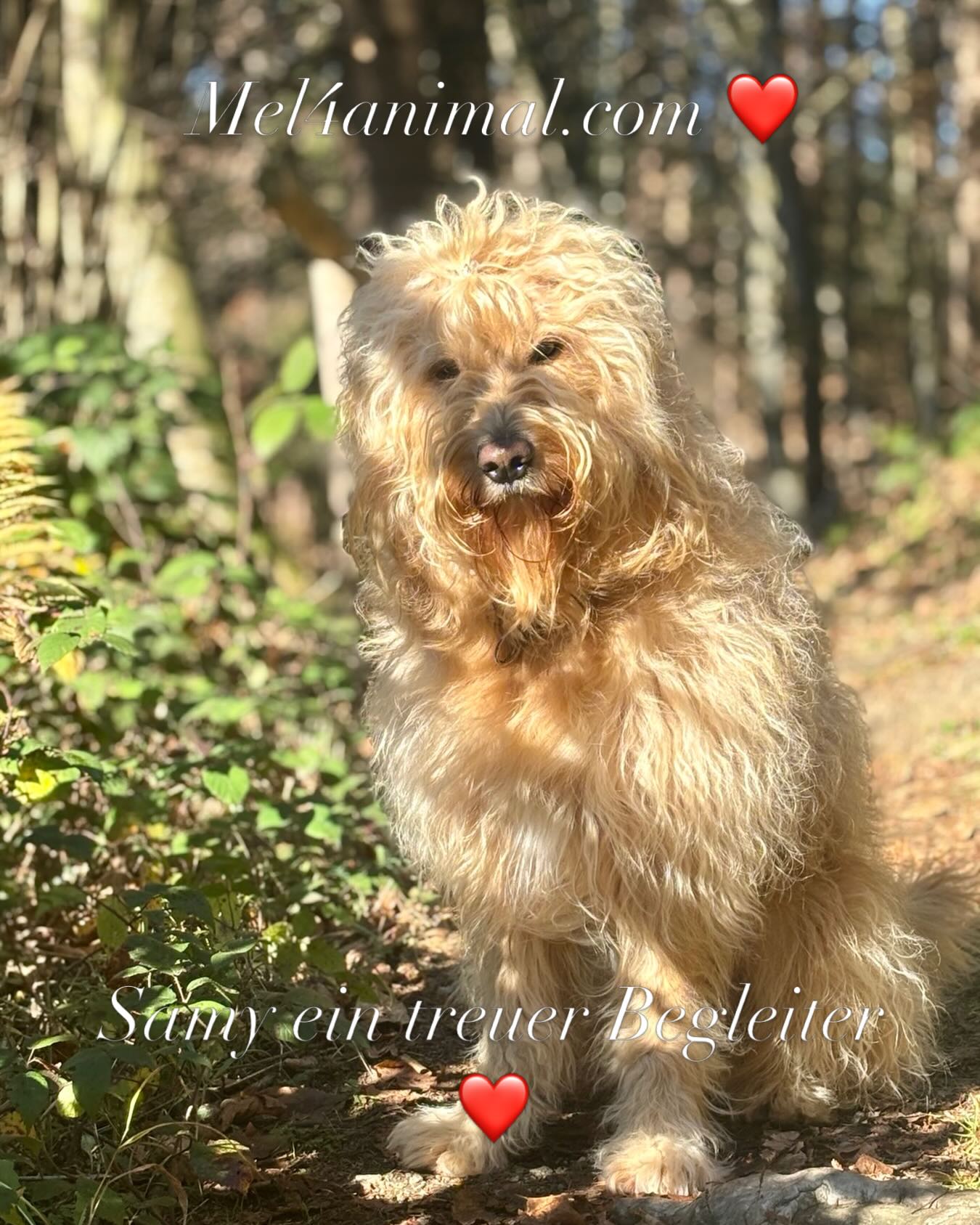 Samy ein treuer Freund ❤️Familie 🌞 #worldsamys #mel4animal #happydog