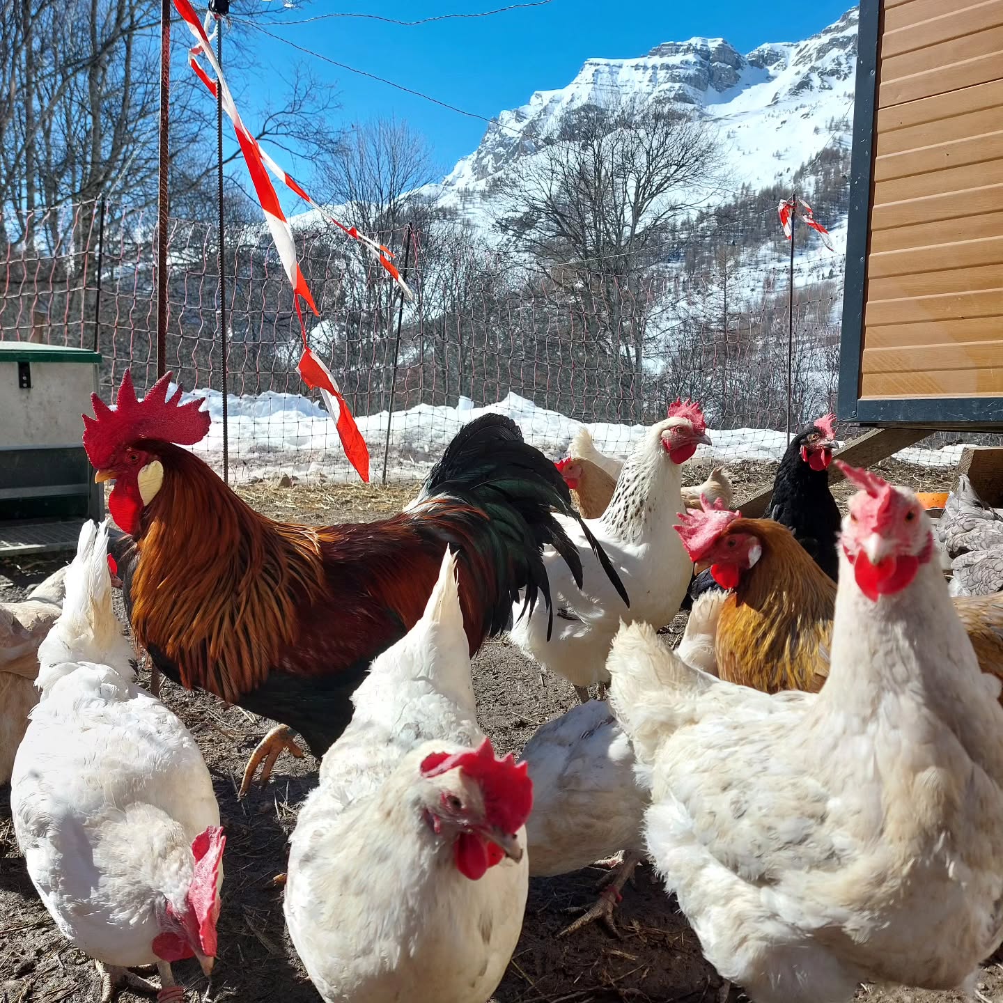 Nos poules pour de bons gros œufs frais qui me permettent de faire de bons gâteaux 😀
#poulebio #fermebio #montagne