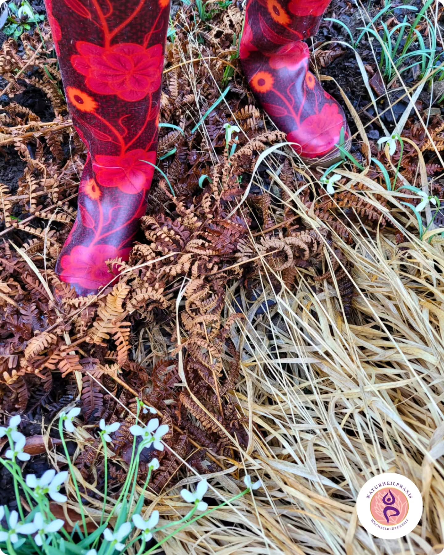 Ich habe das schöne Wetter genutzt und den Garten von allem Alten und Verwelkten ausgeputzt. Das war längst nötig, wie ihr auf dem Bild sehen könnt. 😄
Das ganze Trockene und Verwelkte hat die schönen Frühlingsblüher verdeckt, sie haben kaum Licht bekommen. Erst jetzt, wo ich Platz gemacht habe, dürfen sie sich zeigen und wachsen.🪻
Es ist immer wieder schön anzusehen, wie der Garten im Frühling erwacht und Neues entstehen darf. Und genauso dürfen auch wir Neues entstehen lassen.⚘️
Der Frühling hebt unsere Stimmung, schenkt uns mehr Leichtigkeit und macht Lust auf Veränderung. Dabei müssen es keine große Veränderungen sein, auch Kleinigkeiten können uns Freude bereiten. 🌱
Abwechslung tut uns gut, ganz besonders auch in den Wechseljahren. Neue Impulse lenken uns ab, stärken unser Wohlbefinden und können unseren inneren Blick sanft verändern. Vielleicht lindern sie sogar das ein oder andere Symptom – vor allem aber bringen sie frische Energie in unseren Alltag.🌷
🌸 Wie wäre es mit einer neuen Sportart?
🌸 Neue Entspannungstechniken?
🌸 Einem anderen Weg zur Arbeit?
🌸 Neuen Begegnungen?
🌸 Oder du probierst dich in neuen, gesunden Gerichten aus, besuchst einen Kochkurs oder entdeckst Gemüse und Obst, das du noch nicht kennst.
So darf neue Vielfalt in dein Leben kommen – Schritt für Schritt, in deinem Tempo.👣
Hast du das schon einmal ausprobiert? Wie sieht deine ganz persönliche Vielfalt aus?
In weiblicher Verbundenheit
Deine Rita 💜
#frühlingsgefühle #veränderung #neueserleben #wechseljahre #neckargemünd