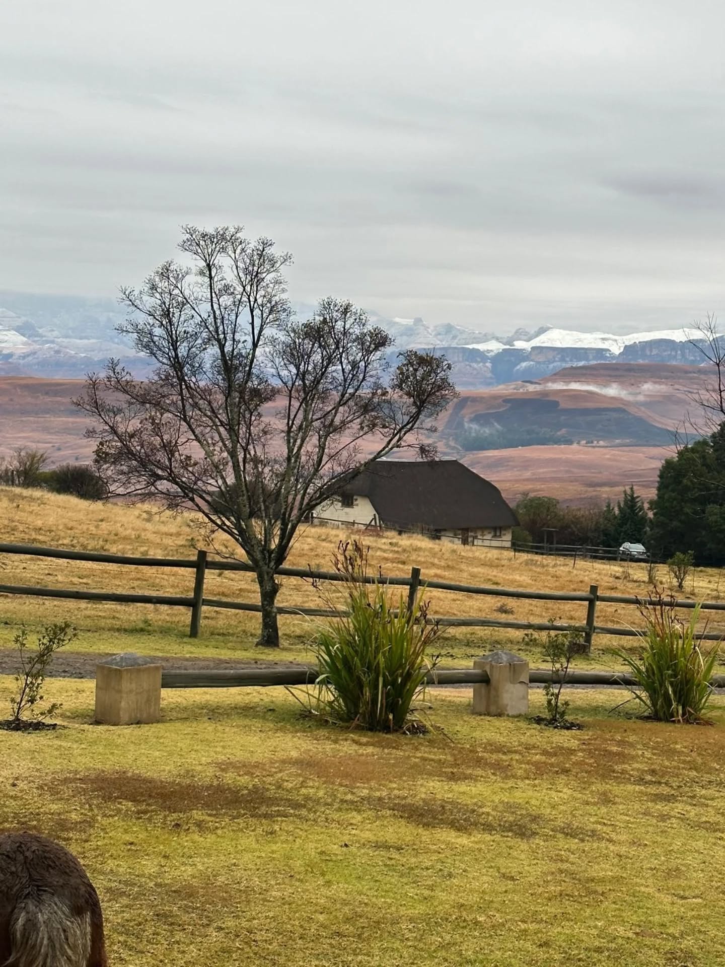 In the picture! 📷 Het is weer eens tijd om een van onze favoriete accommodaties in het zonnetje te zetten. ☀️
Wakker worden met uitzicht op de bergen, mist die langzaam optrekt, het geluid van een zachte wind en hinnekende pony’s in de verte.
Zwitserland?
Nee, de Drakensbergen in Zuid-Afrika! 🇿🇦
Berghouse & Cottages is een van onze favoriete plekken met haar sfeervolle cottages, heerlijke keuken, ruimte en privacy.
Perfect voor koppels samen maar net zo fijn met kinderen.
Dit is voor ons Zuid-Afrika op z’n mooist!
📍@berghousecottages