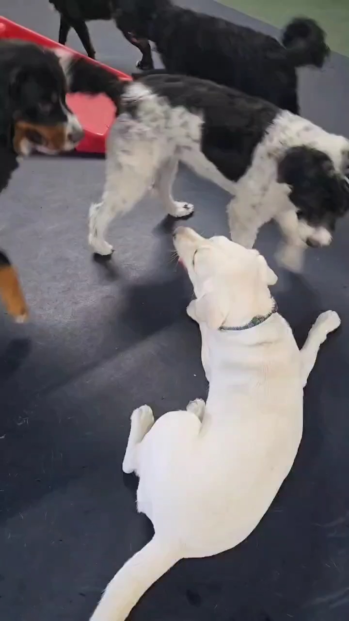 If your dog has energy like Sunny, she's always looking for more friends at The Dog Club.