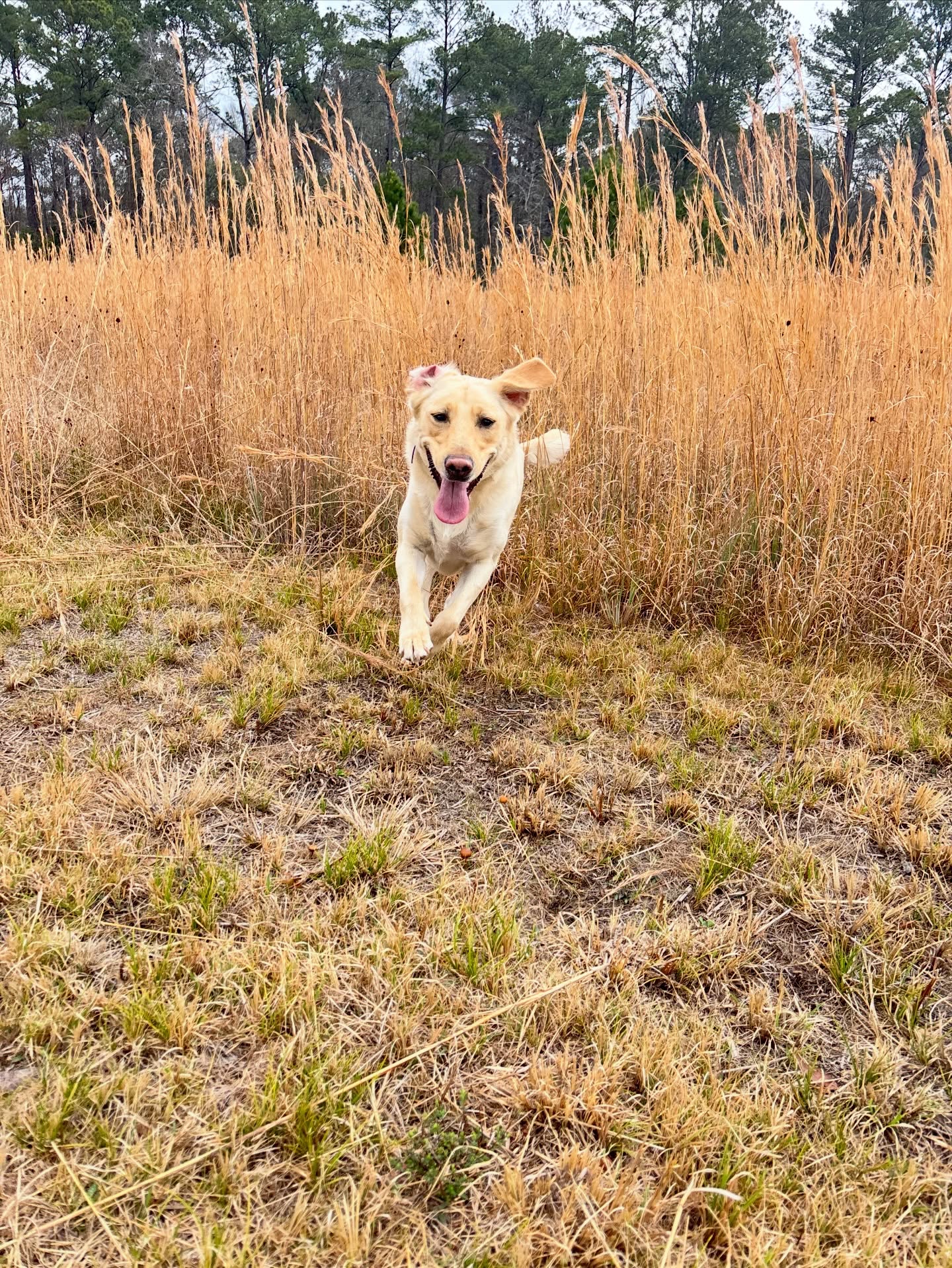 Sprinting into the weekend like... 🐾💨 Happy Friday from the happiest hound!
#weekendvibes