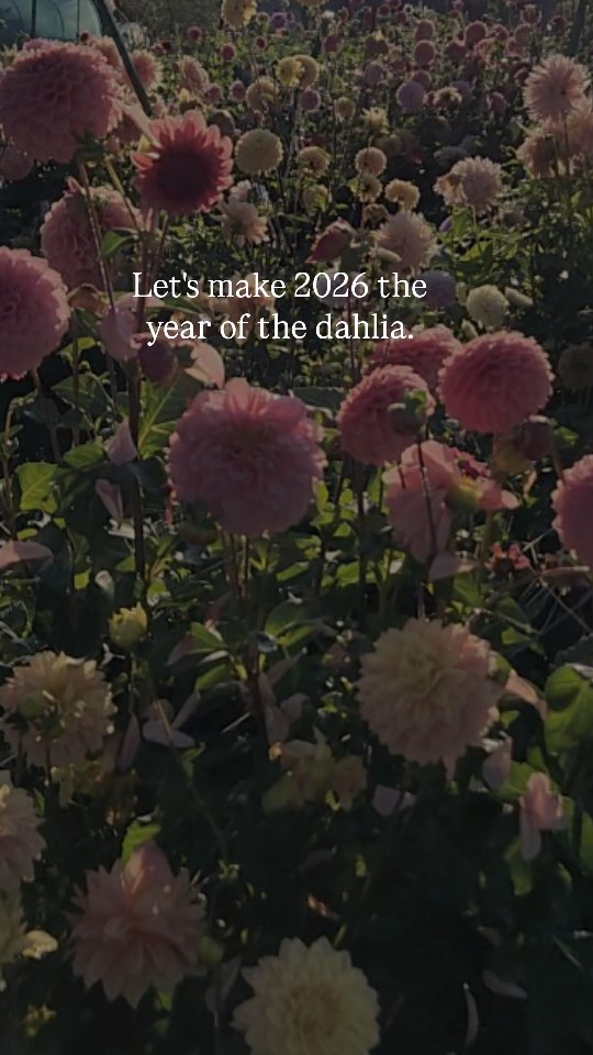 You in?
Dahlia seed sale incoming...
Saturday, February 28, 10am