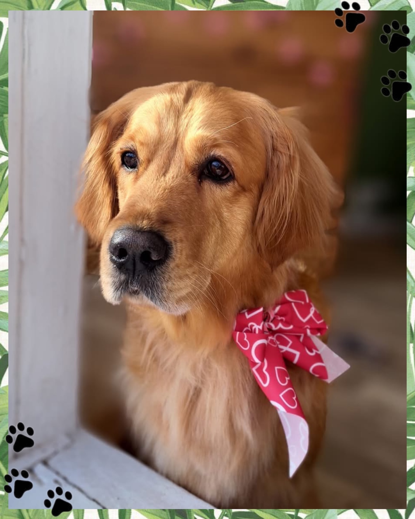 Meet Elsie, the gorgeous girlie having a paw-some time in the studio! 💞 We gave our customers adorable pink and red bows in February, and guess who rocked hers? Plus, our special bandana bows were a hit! 💓
✂️𝐵𝑎𝑡ℎ𝑒𝑑/𝑆𝑡𝑦𝑙𝑒𝑑 𝑏𝑦: 𝐿𝑖𝑛𝑑𝑠𝑒𝑦
#doggrooming #doggroomers #kninedogstudio #cheltenham #cotswolds