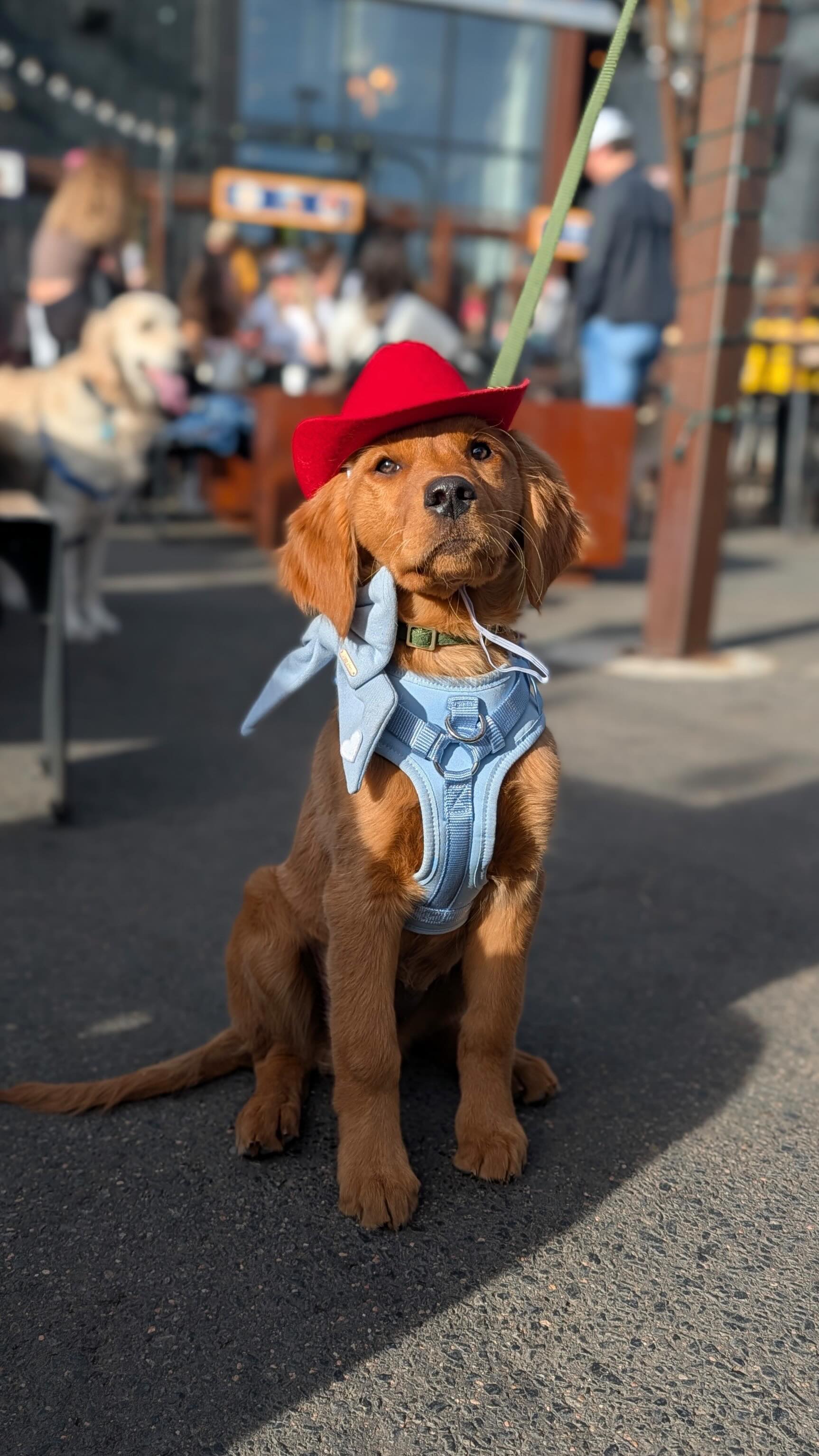 Yeehaw! Say hello to Tillie May, our March Dog of the Month 🤠🐾
Tillie made her puppy debut at The Golden Mill as soon as she was cleared to start socializing, and it’s been her favorite hang ever since. You’ll often spot her in a fashionable fit and being goofy with her pup pals (hence the nickname Silly Tillie)
🐾🐾🐾🐾
We want to meet your pups!
Snap a photo of your dog living their best life at The Golden Mill for a chance to be featured as our next Dog of the Month!
1️⃣ Take a photo of your pup *at* The Golden Mill. (While we love all pet photos, we’re only considering good boys and girls on location for this contest!)
2️⃣ Upload to bit.ly/goldenmilldogs with a sentence or two about what makes them special.
3️⃣ Stay tuned on social for the winner announcement during the first week of each month.
We’re gifting a prize pack to all the selected doogos + their humans.
• For humans: 4 free drink cards + a Golden Mill merch pack
• For dogs: 4 free pup cups, a toy & speciality doggie merch!
