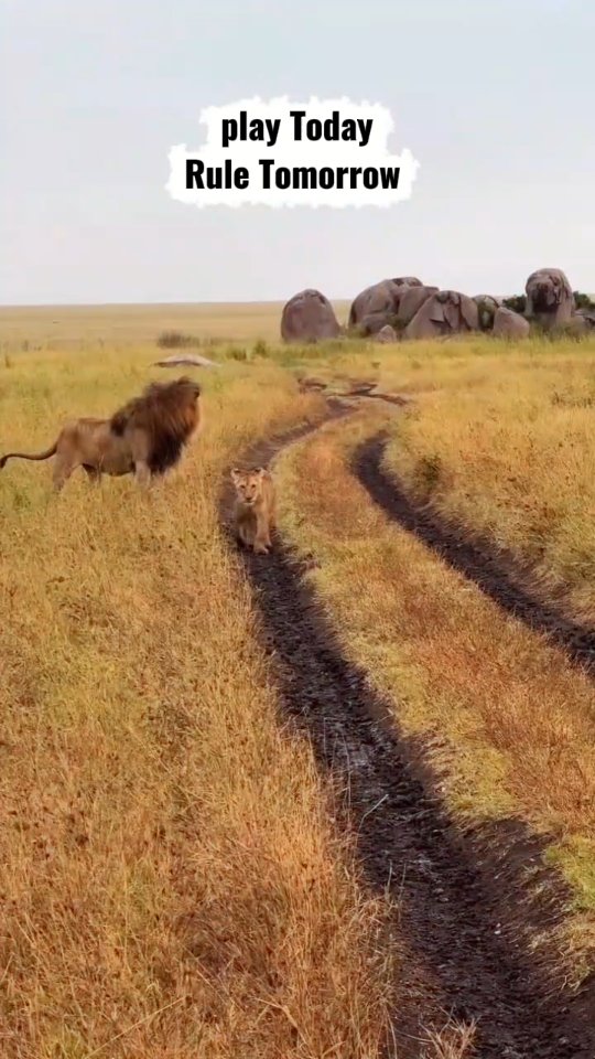 Play is practice in the wild. 🦁
When lion cubs play, they build balance, strength, and social bonds —
skills they will need to survive one day.
This is the real classroom of nature, unfolding in Serengeti National Park.
📩 PLAN YOUR SAFARI WITH GNADE
📧 gnadesafaris@gmail.com
📲 +255 793 832 959
🌍 www.gnadesafaris.com
#NatureInAction #ExploreAfrica
#GNadeSafaris #VisitTanzania
#LionCubs AfricanWildlife
SerengetiSafari TanzaniaSafari