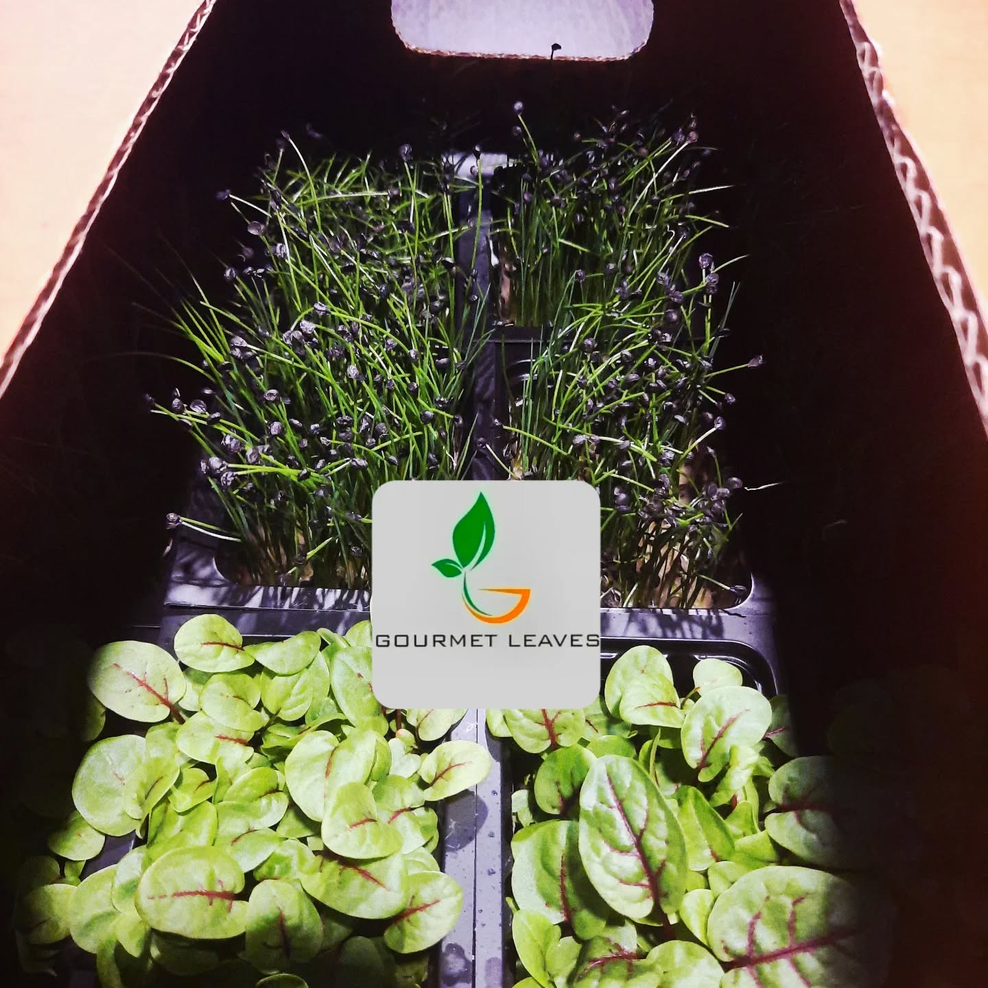 Your best choice 🌱
Dirt Free Microgreens 🌱
Athens Gourmet Leaves 🇬🇷 Greek Microgreens 🇬🇷 Packed and delivered as fresh as it gets all over Greece🌱
Eat your greens 🌱
#athensgourmetleaves #microgreensgreece #microgreens #gourmetcooking
Photo credit: Yiannis Giassemis