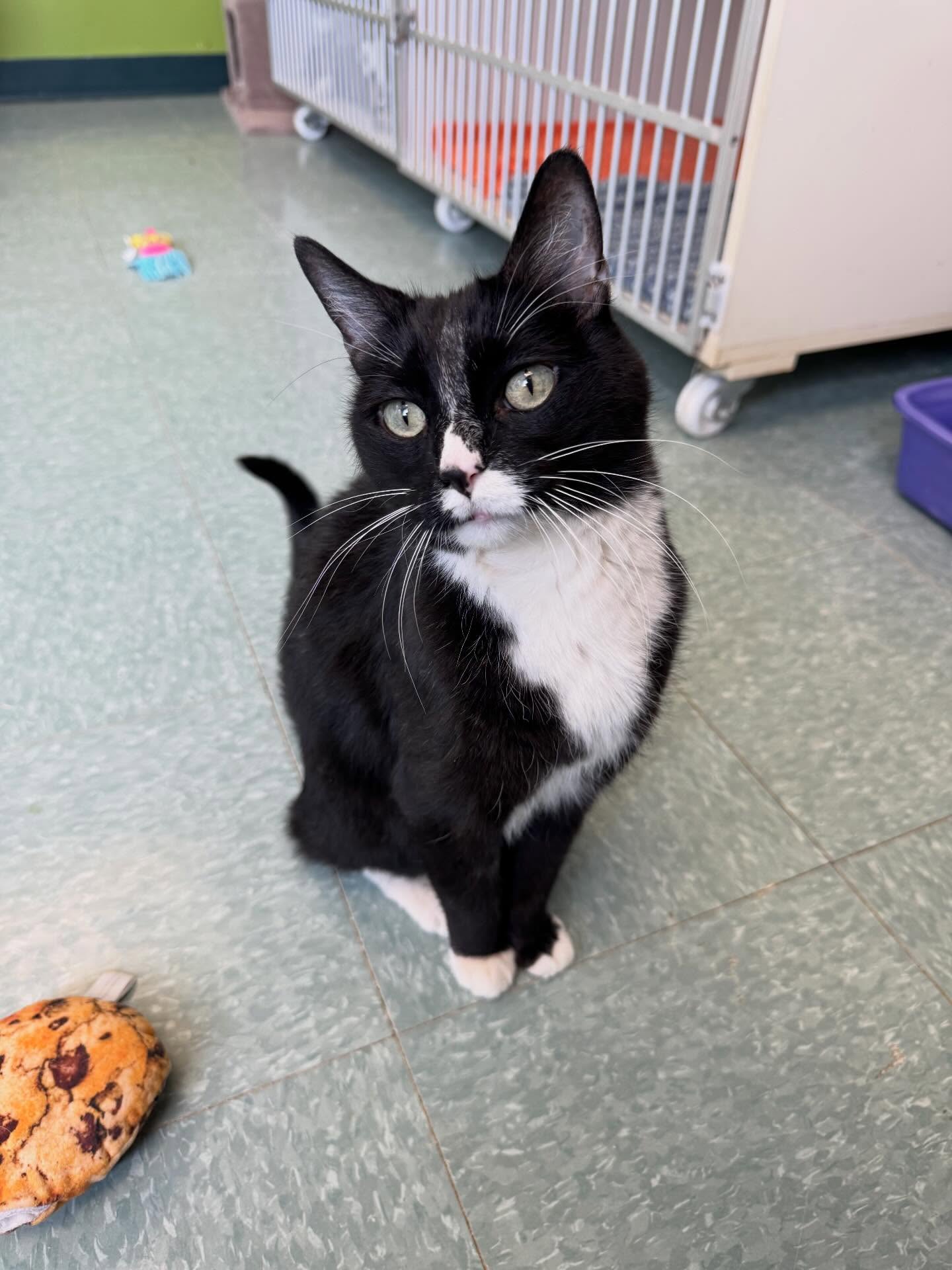 Happy Caturday from our feline friends!🐱