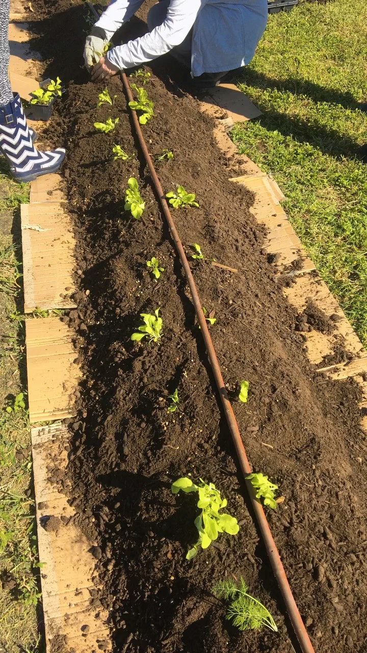 Let it grow, let it be 🌱🐛🍅
Digging in the dirt is therapy, and the harvest is just a beautiful cosmic bonus. 🌺
Visit our website. https://www.landscapecooperative.com/
#grow #landscapecooperative #planttherapy #seed #fyp