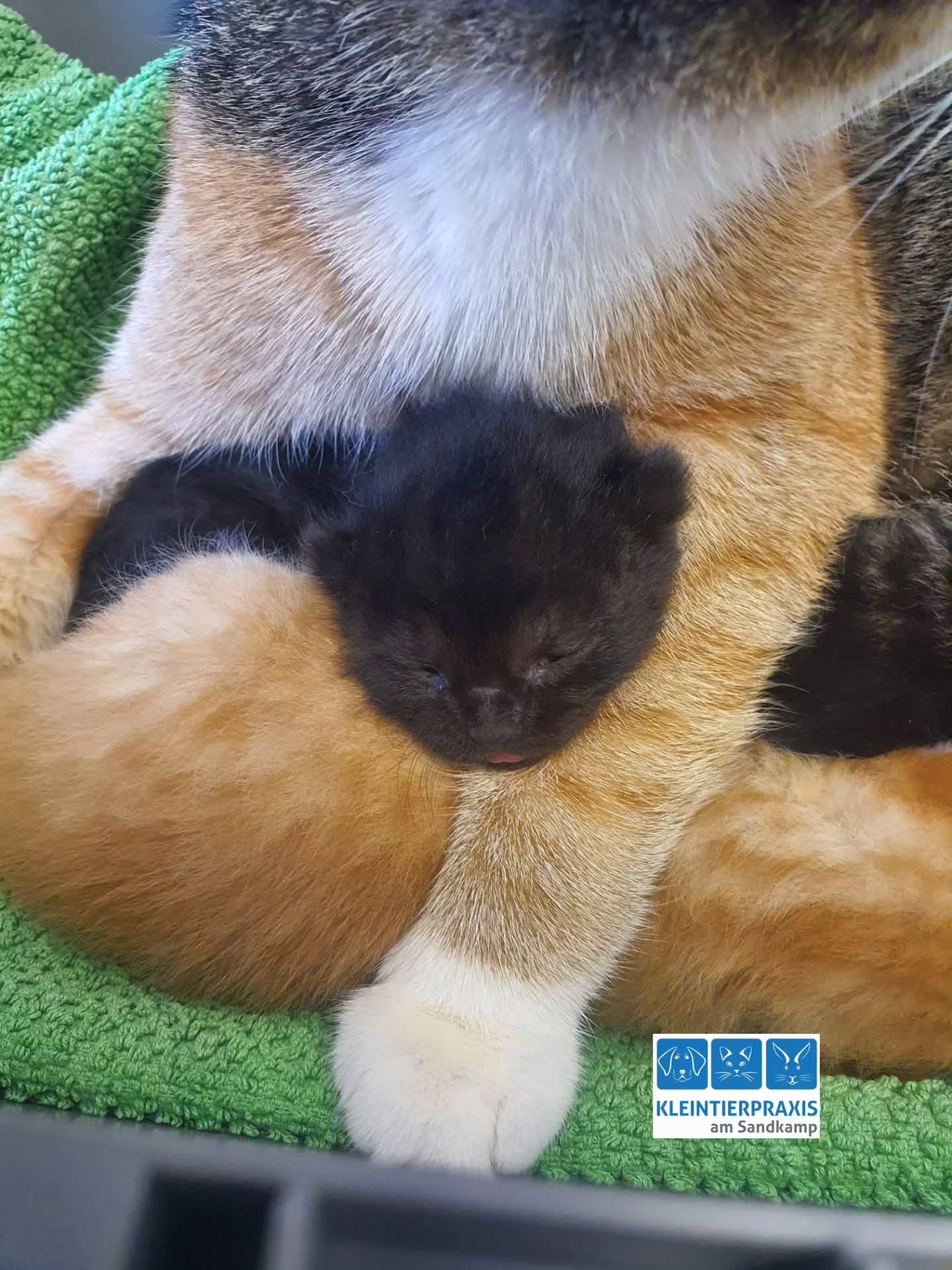 Zu Besuch in der Praxis hatten wir ein kleines Feuerwerk 💥🐈⬛🐈🐈 an Farben. Die noch jungen Tiger 🐯 waren etwa 14 Tage jung. Mama und Babys erfreuten sich bester Gesundheit. Zum Impfen 💉 sehen wir uns bestimmt wieder 🥰🤩
#Tierarzt
#Oldenburg
#katzen
#katzenbabys
#catsofınstagram