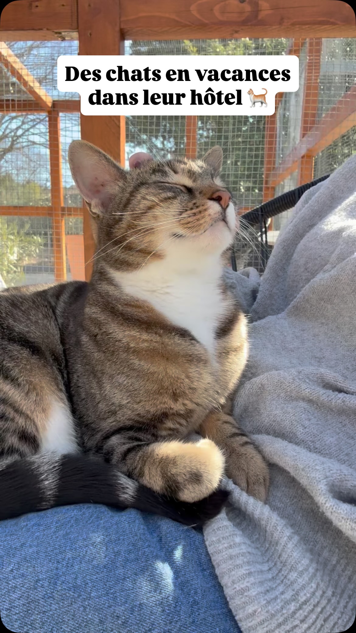 Pendant que les humains sont en vacances, les moustachus en profitent aussi 🐱
#pensionpourchats #larecreduchat #aixenprovence #cat #hotelpourchats