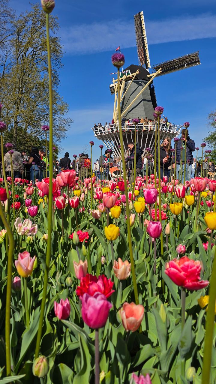 🌷ˢᵖʳⁱⁿᵍ ⁱⁿ ᵗʰᵉ ᴺᵉᵗʰᵉʳˡᵃⁿᵈˢ✨️🐛
J'adore l'hiver mais le printemps apporte son lot de magie bienvenu 🌱
Il arrive doucement et dans certaines régions, cette saison est juste une expérience extraordinaire.
Les Pays-Bas restent ma plus belle aventure printanière 🌍 On a pu vivre cette parenthèse magique l'an passé en famille et je recommande tellement 🥹 C'était vraiment un rêve pour moi (pour mon mari, c'est que des fleurs quoi 🤦🏼♀️🫠)
Je travaille sur un article de blog pour vous détailler les aspects pratiques 🗞✨️ (où voir les tulipes, les meilleures régions, les fermes à tulipes, etc)
Holland | Tulips | Spring | Netherlands
Qui a déjà visité les Pays-Bas au printemps ?