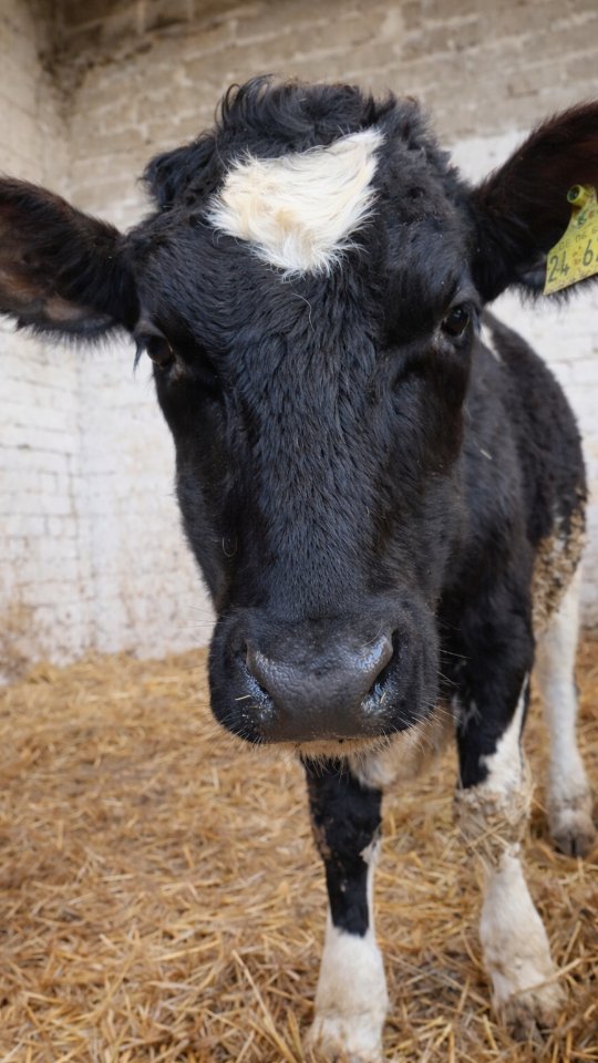 Karlchen 💙
Unser Karl bringt seine ganz eigene Geschichte mit.
Seine Blutwerte zeigen immer wieder erhöhte Entzündungswerte, und die regelmäßigen Kontrollen zeigen, dass er Schwierigkeiten bei der Blutbildung hat. Das bedeutet, dass sein Körper dauerhaft ein wenig mehr arbeiten muss als der anderer Rinder.
Wir stehen dabei in engem Kontakt mit unserer Tierarztpraxis, beobachten ihn aufmerksam und lassen seinen Gesundheitszustand regelmäßig kontrollieren.
Karl ist munter, frisst gut und steckt voller Lebensfreude.
Und am Ende zählt nicht nur ein Laborwert, sondern wie es ihm wirklich geht.
Wir achten besonders auf eine ausgewogene Versorgung mit Mineralstoffen und unterstützen ihn dabei, stabil zu bleiben.
Manche Tiere starten mit kleinen Herausforderungen ins Leben – und zeigen uns trotzdem jeden Tag, wie viel Kraft in ihnen steckt.
💚
#karlchen #hofgeschichten
#rinderliebe #gesundheit #tierliebe