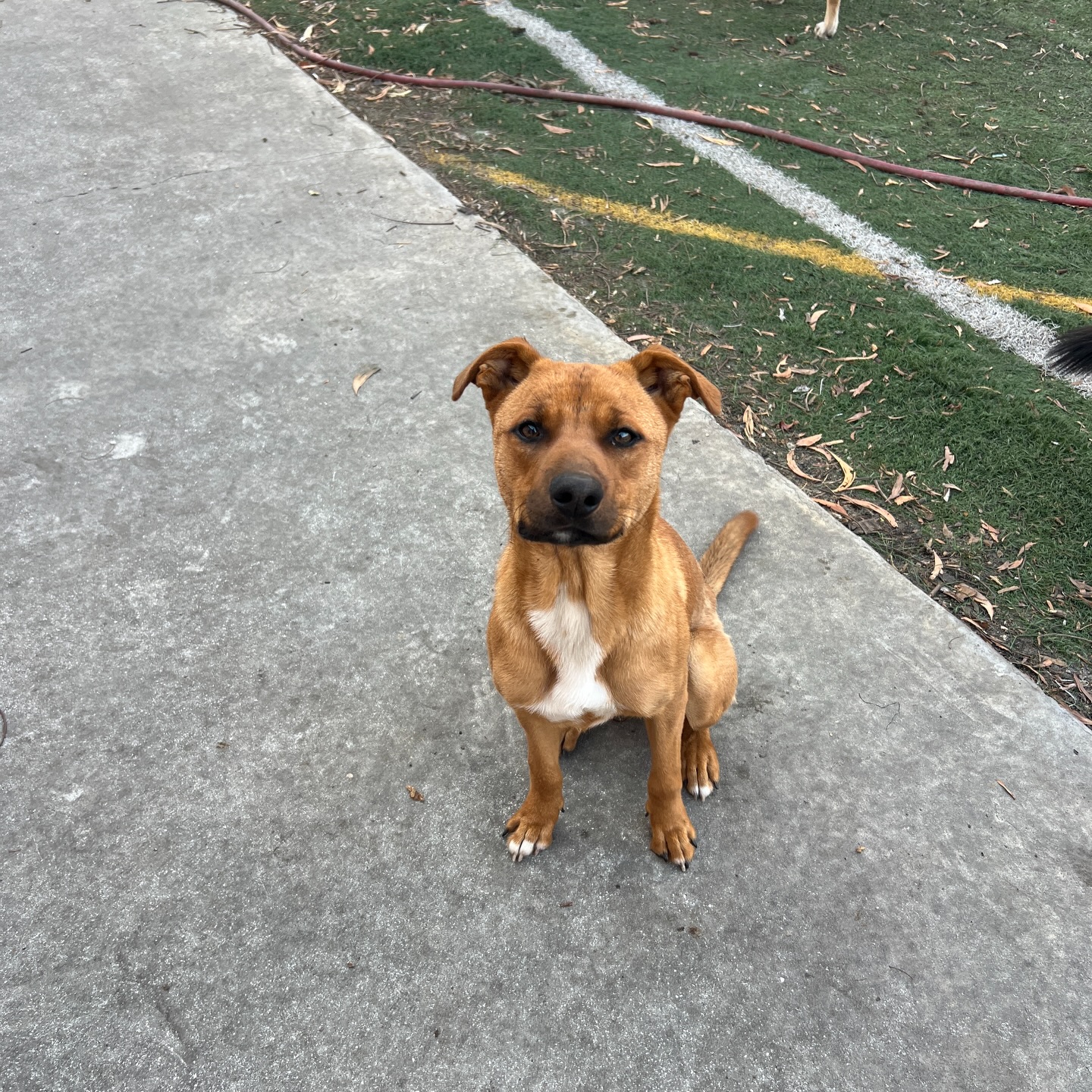 Bailey is still awaiting his furever home while sitting in boarding.. This dog has been through so much, but is SO amazing.
š§”11 months old, healthy, UTD on shots, neutered, about 40lbs
š§”Dog AND cat-friendly!
š§”Really loves people and just wants to be with you
š§”Active and high-energy, would thrive in a home with activity and enrichment (like as your running buddy!)
š§”Housebroken and knows basic commands
š§”Comes with 2 at-home training sessions to help him get settled and into a routine
š§” No kids under 12 (he likes to jump to give kisses)
Apply to adopt Bailey!
https://www.shelterluv.com/matchme/adopt/MMFL/Dog