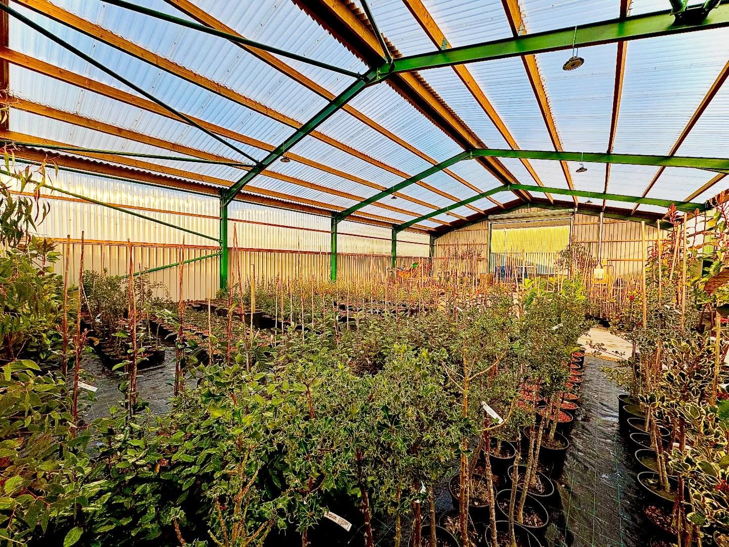 Young Screening and Pleached trees 🌳 loving a sheltered rare glimpse of winter sun. #treenursery #screeningtrees #gardentrees #privacyscreen