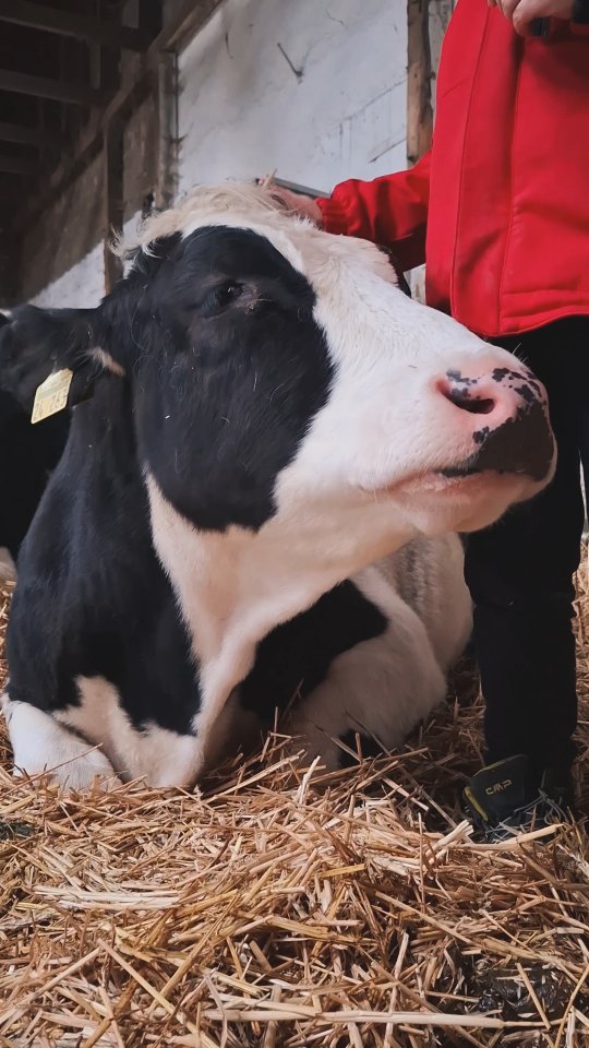 Heidi 💕
Unsere kleine Kuschelqueen liebt Streicheleinheiten – und fordert sie auch ganz selbstbewusst ein 🐄✨
Natürlich auch bei unserem Sohn, der für dieses Video die Musikauswahl übernommen hat 🤭🎶
So viel Liebe auf vier Klauen 🤍
#Kuhliebe #Rinderliebe #Landleben #Heidi #Bauernhofmomente