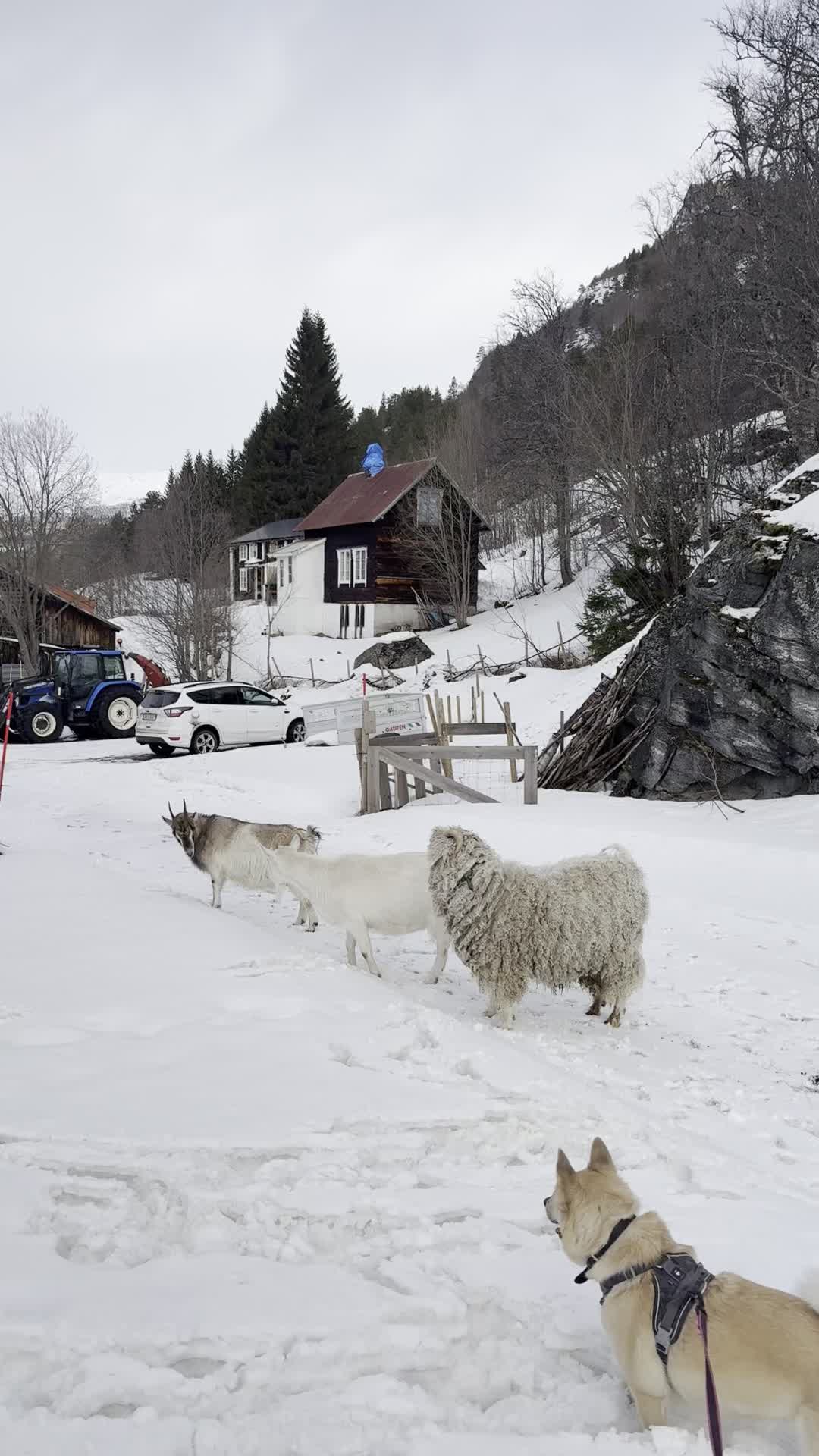 Endelig kom det litt snø så geitene kunne få komme ut - uten is som de kan ramle på😅 De leter og leter etter det grønne gresset, og tar seg noen springeturer innimellom. Frøya prøver å passe på, men det er ikke lett🫣