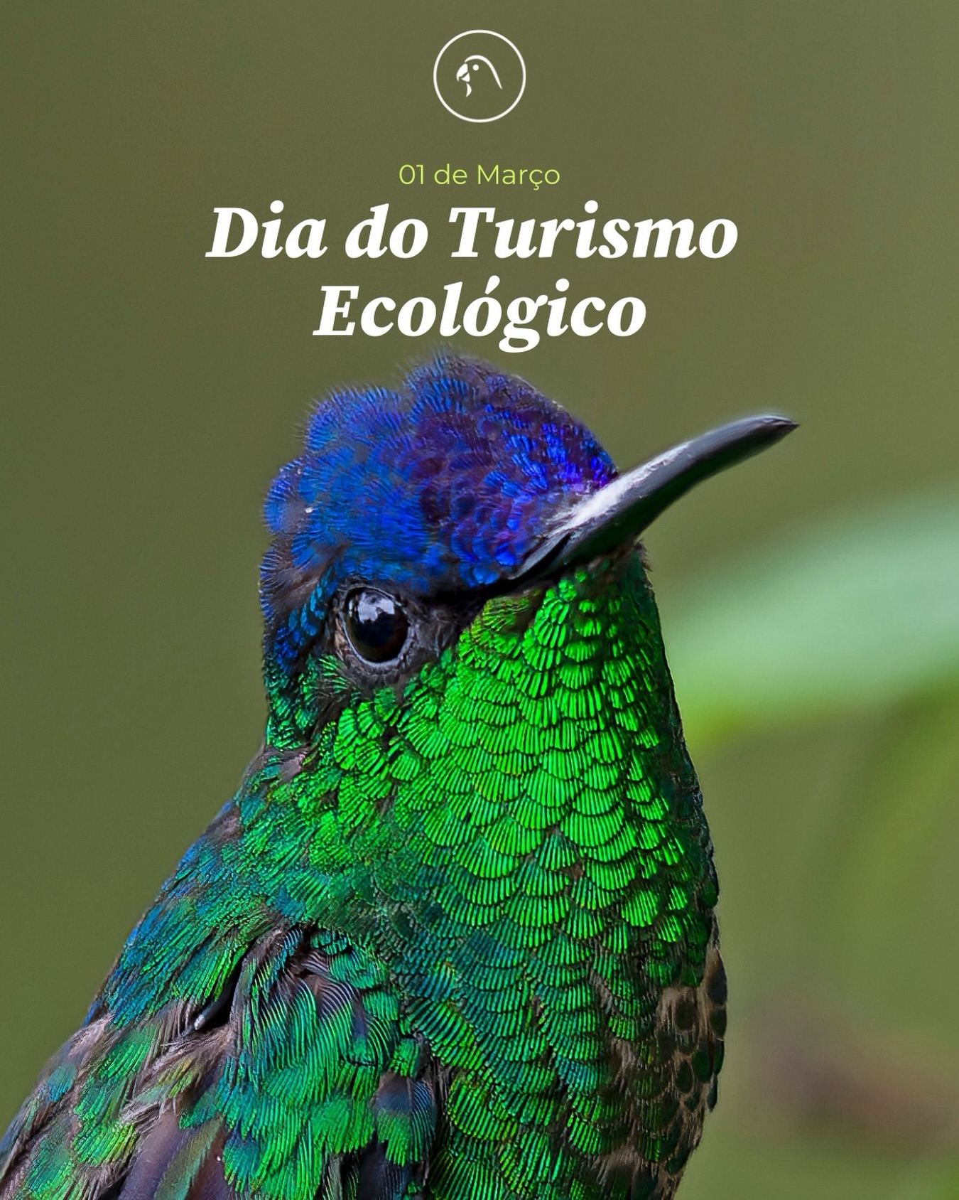 O turismo ecológico é uma poderosa ferramenta de conservação. Quando viajamos com o propósito de observar e valorizar a natureza, contribuímos diretamente para a proteção de habitats e espécies. No Brasil, o birdwatching vem crescendo como uma atividade sustentável que conecta pessoas às aves e aos ecossistemas que elas dependem.
Cada observador de aves se torna um aliado da conservação. Ao visitar áreas naturais, apoiar guias locais e respeitar o ambiente, fortalecemos economias sustentáveis e incentivamos a preservação da biodiversidade.
Na SAVE Brasil, acreditamos que conhecer é o primeiro passo para proteger. O turismo ecológico e a observação de aves despertam consciência, geram renda para comunidades e ajudam a garantir um futuro mais seguro para nossas aves.
🌿 Observe. Valorize. Proteja.
🐦 A natureza e as aves precisam de todos nós.
📸 Beija-flor-de-fronte-violeta (Thalurania glaucopis) - Marco Silva @marco.birding.jpg
#TurismoEcológico #Birdwatching #Conservação #AvesDoBrasil #SAVEBrasil