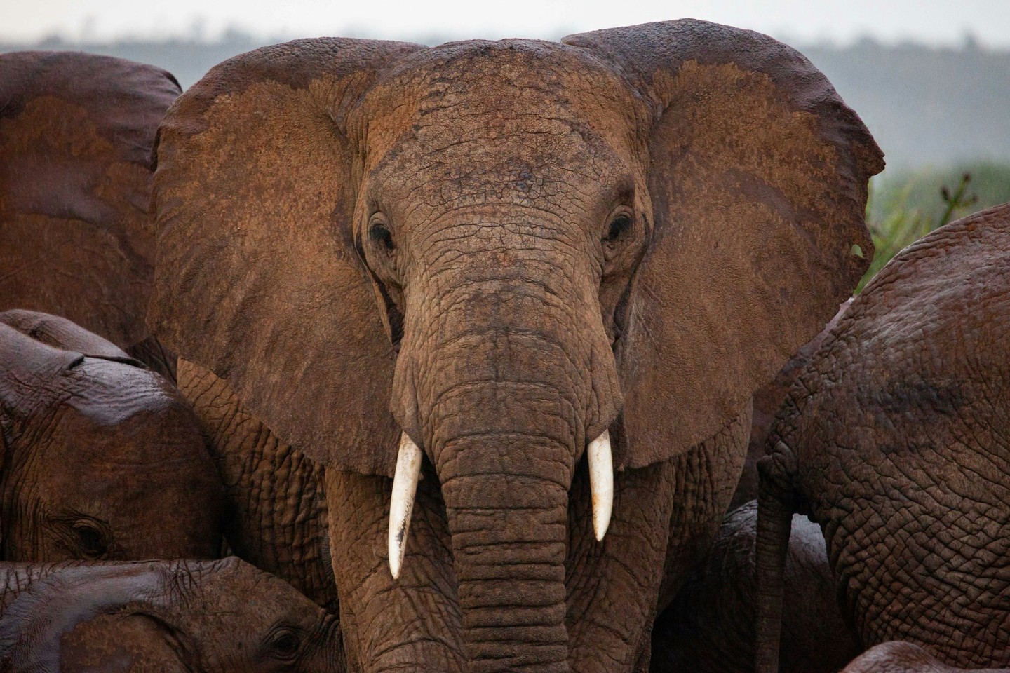 Elephants are deeply intelligent, social animals with powerful memories. If they’ve had frightening encounters with people in the past — whether chased away, scared, or threatened — they tend to remember. That can make them more wary or defensive in future encounters, sometimes with tragic consequences for both people and elephants.
In much of Kenya, rising human–elephant conflict has been driven by elephants raiding crops and people living closer to wildlife habitats. But in places like Laikipia, where livestock rather than crops dominate the landscape, the challenge is less about fields and more about shared space, safety, and understanding animal behaviour. 
At Loisaba Conservancy, we’re working with San Diego Zoo Wildlife Alliance to provide training to help communities read elephant behaviour and manage encounters more safely. This includes sharing insights into elephant behaviour so that people know when elephants feel threatened versus when they’re simply passing through — and practical mitigation to reduce negative interactions. 
Part of this work also supports community-led initiatives, like sponsoring trained adults to safely walk children to school in areas where elephants are present — helping foster both safety and coexistence.
Photo © @maurice.schutgens
#LandConnectedLifeProtected #ElephantConservation #WildlifeProtection #HumanWildlifeConflict #Coexistence #AnimalBehaviour #CommunityInitiatives #SustainableLiving #EnvironmentalAwareness