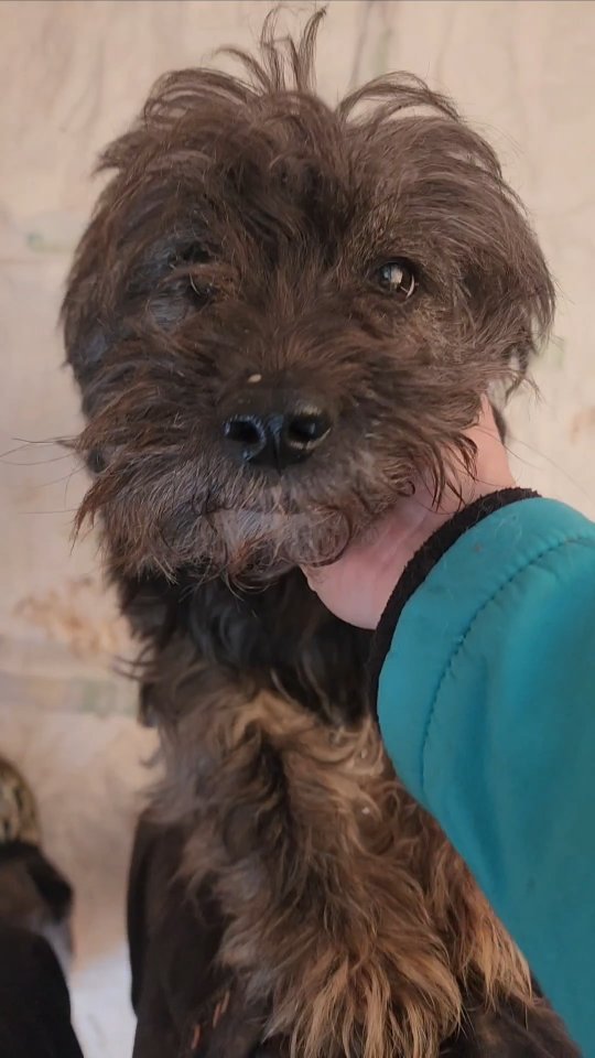 Introducing Duster✨️
Duster is one of our recent government shelter rescues. He was suck in an incredibly crowded kennel, and was one of the weakest dogs in the big group. He was so scared... In the big, chaotic group, he was shutting down, and he avoided contact with other dogs and with people. He was too scared to even look us in the eye when we spotted him. We don't know anything about his past, but we think he must have had a home before, before being abandoned when he was no longer wanted. He was so terrified, that it took the shelter staff 20 minutes to catch him to hand him over to us. But once he was out of the government shelter, it turned out that he actually loves people! Now he wants lots of cuddles and reassurance.
Under his scruffy coat, Duster is extremely skinny, and you can feel all of his bones when you pet him. It's clear that he was really struggling.
Duster is now safe in the Melez enclosure. He is eating well, and is slowly recovering from the trauma of the government shelter. Once he is ready, we will make sure he finds a loving forever home, where he can feel safe for the rest of his life!