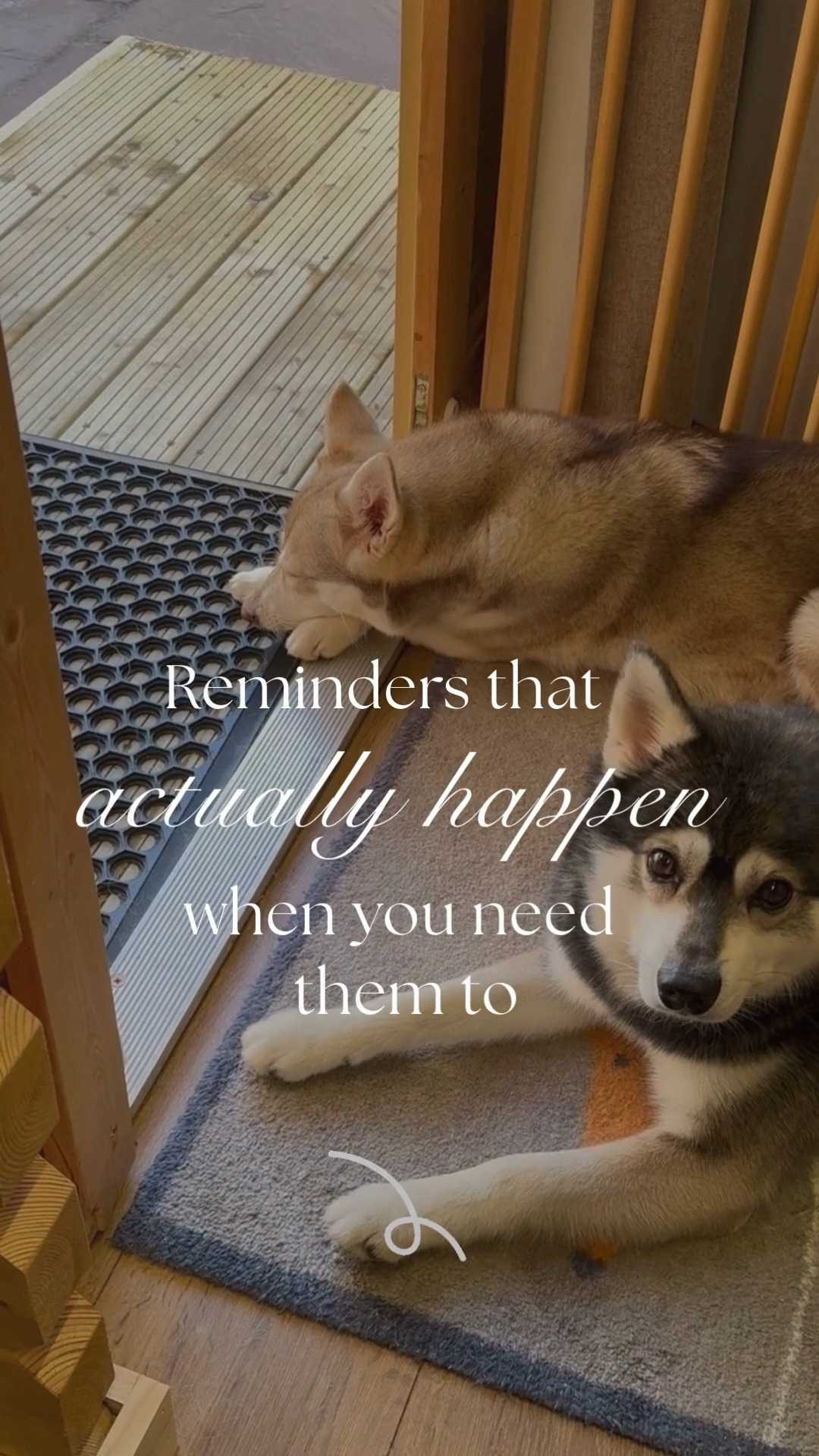 You set reminders with good intentions. Follow up with that client in two weeks. Check in on the puppy's progress. Send the pre class email on Friday. Then life happens. The reminder pops up while you are mid session with a dog who is losing focus. You dismiss it. You will do it later. Later does not come.
It is not that you do not care about follow through. You care deeply. That is why you set the reminder in the same place. But a reminder is only useful if you have the capacity to act on it in the moment. Most of the time, you do not. You are with a dog, driving between clients, or dealing with something urgent. The reminder becomes another thing you have failed to do on time.
A reminder that works is one that someone else action. The follow up happens. The email goes out. The check in gets done. Not because you remembered, but because someone is managing the timeline while you manage the dogs.
Future you is covered when present you is not carrying all of it alone. That is what makes the system work.