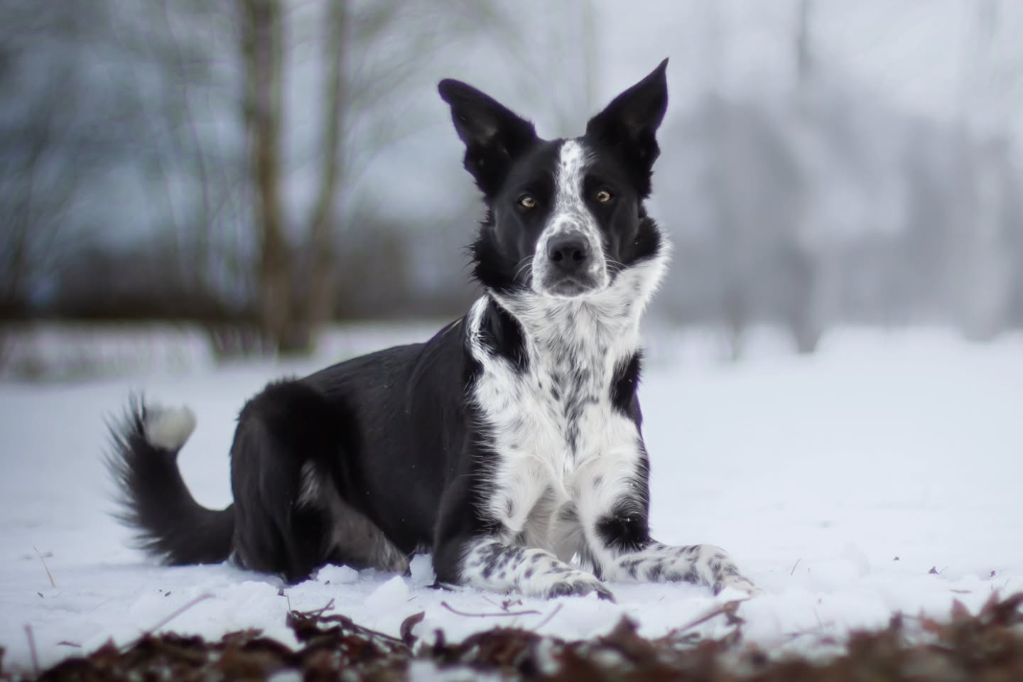 Happy 2nd birthday Spud!!! 🥳😍
You're the sweetest dog I've ever met. You like everyone and wants them to be your best friends. In training you're a dream, my perfect match. It's like we can communicate and understand each other on a whole other level. I've never experienced that kind of thing before, not like this ❤️
You're the dog I look for to bring me back up whenever I need to be lifted, because you know exactly how!
We are just in the beginning of our journey and I'm excited to see what the future holds for us. My dearest Knubbe, happy birthday ❤️